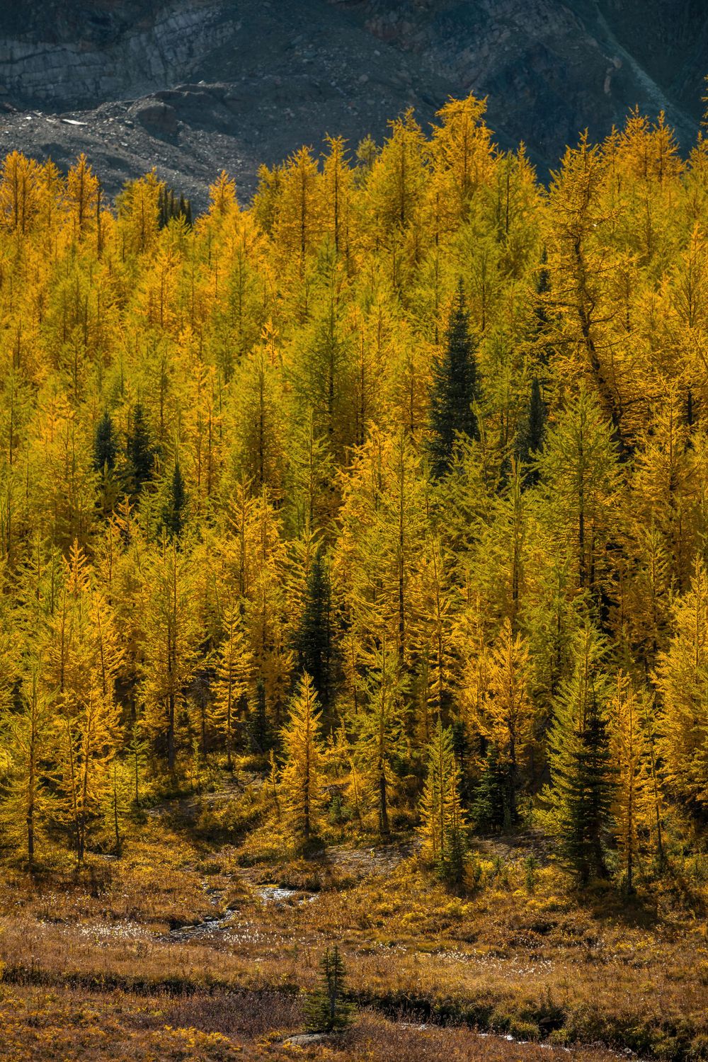 Golden larch trees covering mountain slope during peak fall colors.