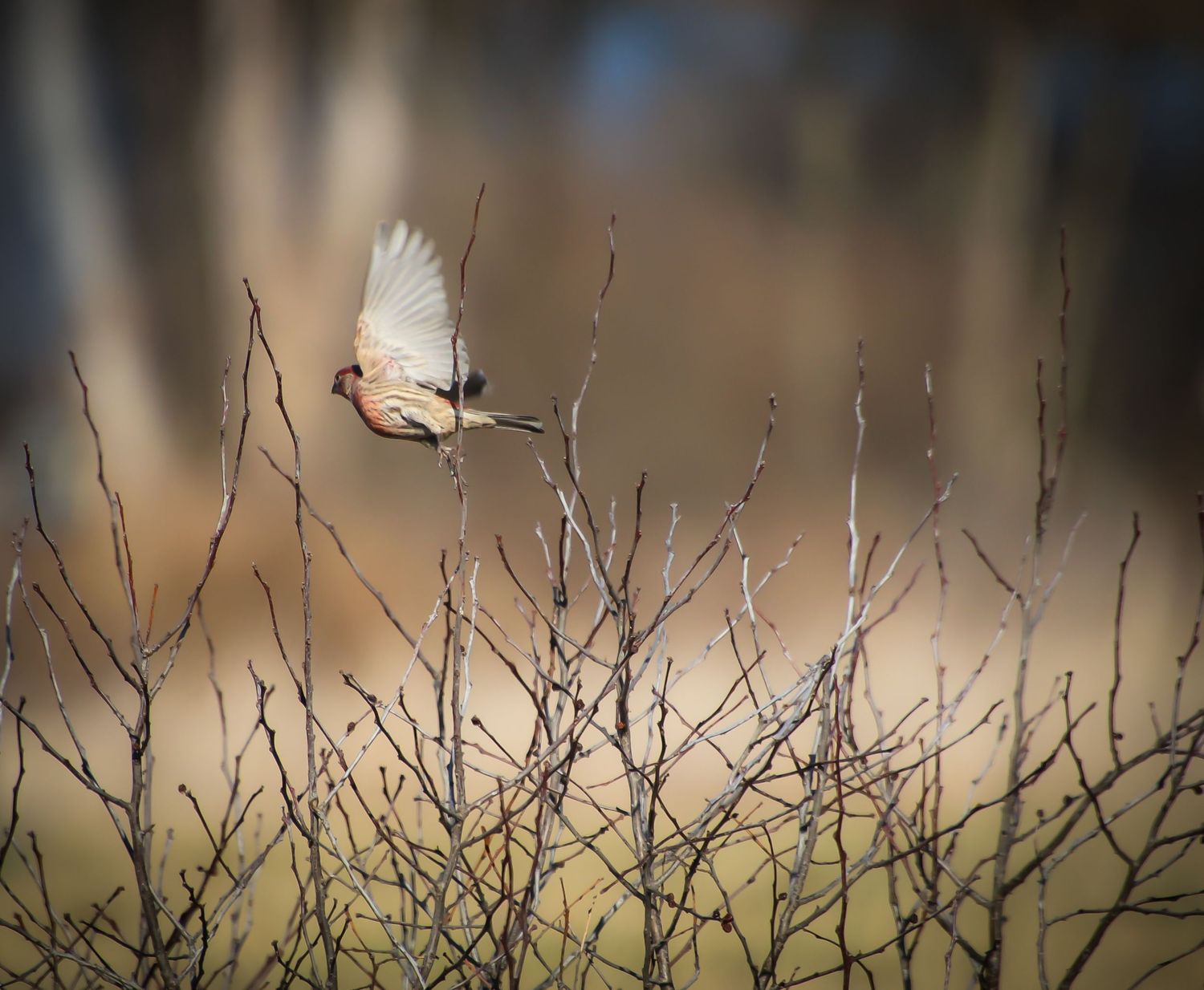 Small white bird spreads its wings while taking flight from bare winter branches against a soft blurred background.