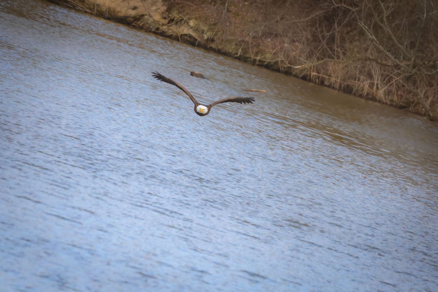 A bald eagle soars gracefully over calm water with outstretched wings near a wooded shoreline.