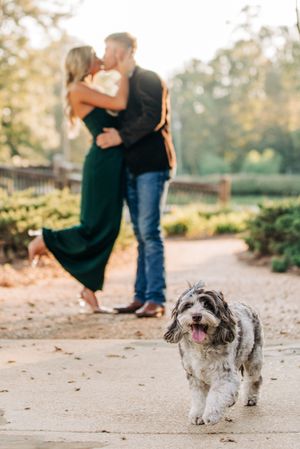 A happy shaggy dog walks on a path while a couple embraces behind him in a garden at sunset.