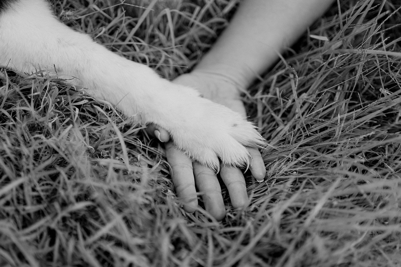 hergott-end-of-life-canine-photoshoot-sydney-hills