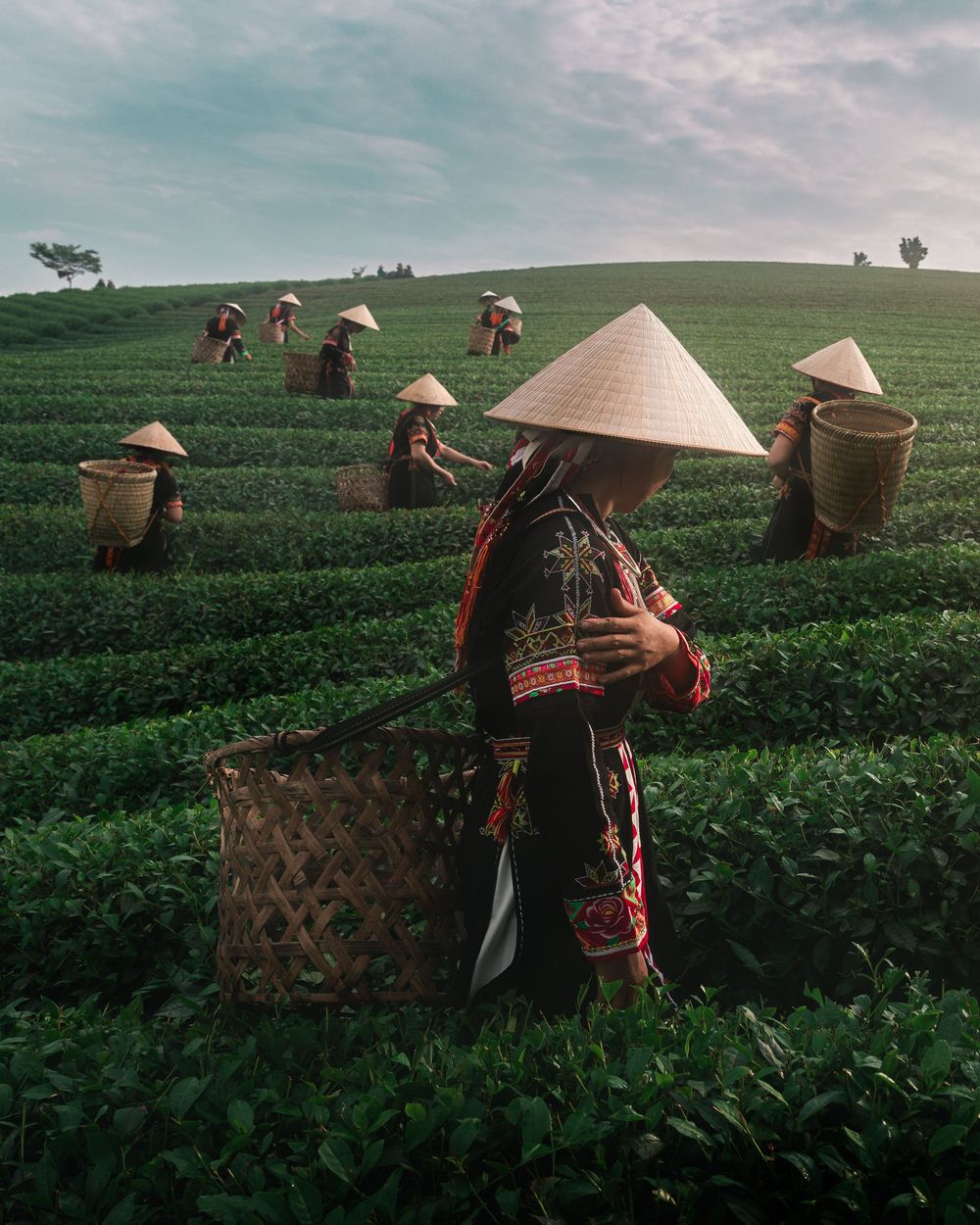 Workers in conical hats harvest tea leaves on a rolling green hillside plantation under cloudy skies.