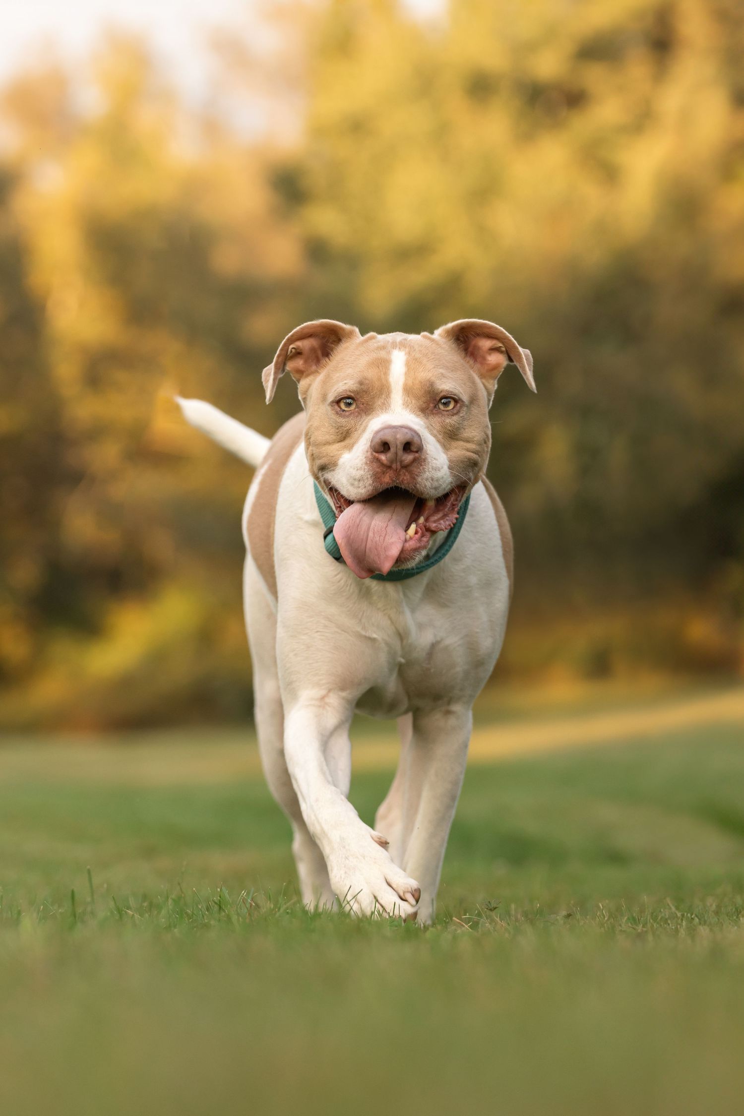 Happy pit bull mix dog running through grass with tongue out and fall foliage in the background.