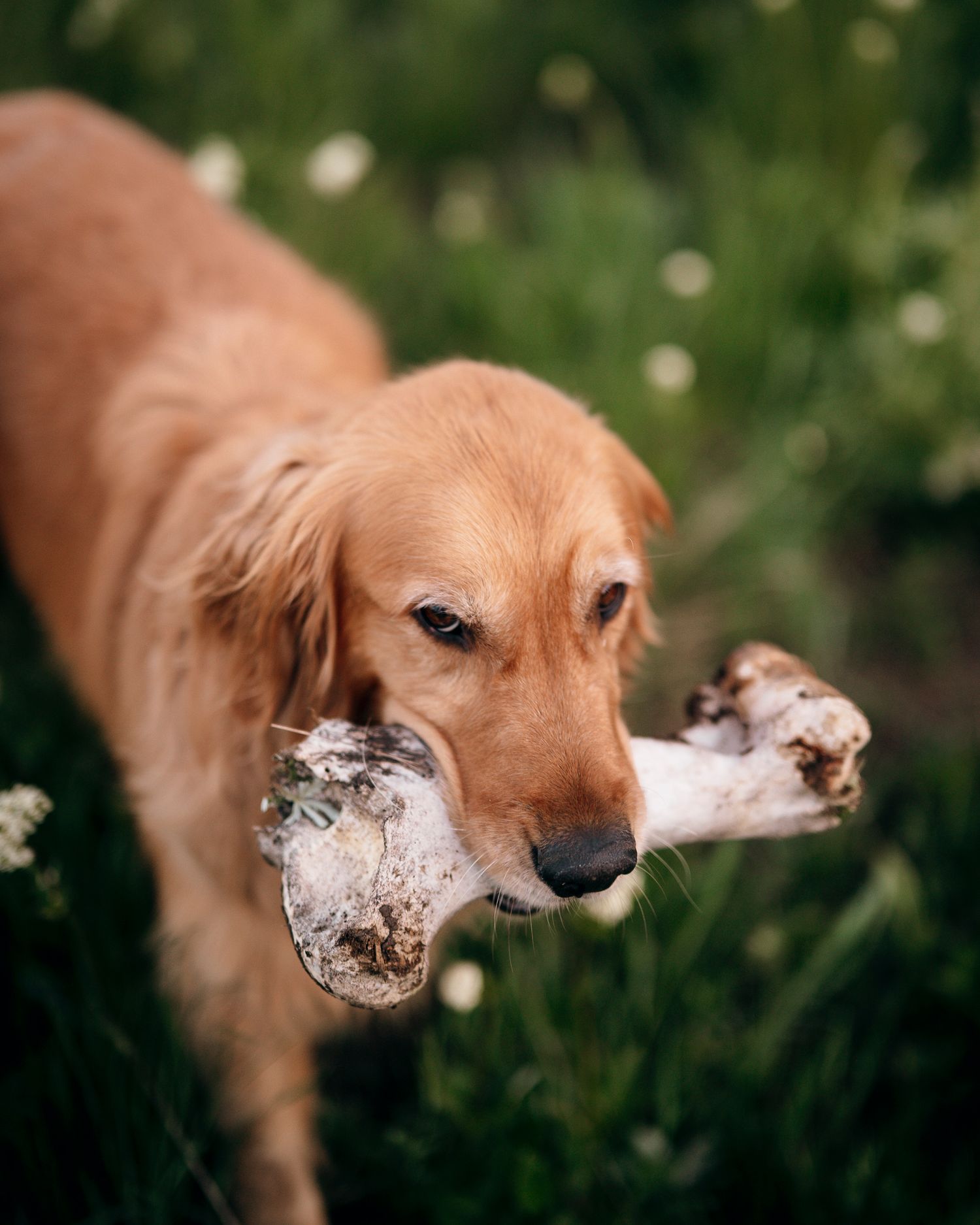 Golden retriever puppy carries cow bone in its mouth while standing in a grassy meadow.
