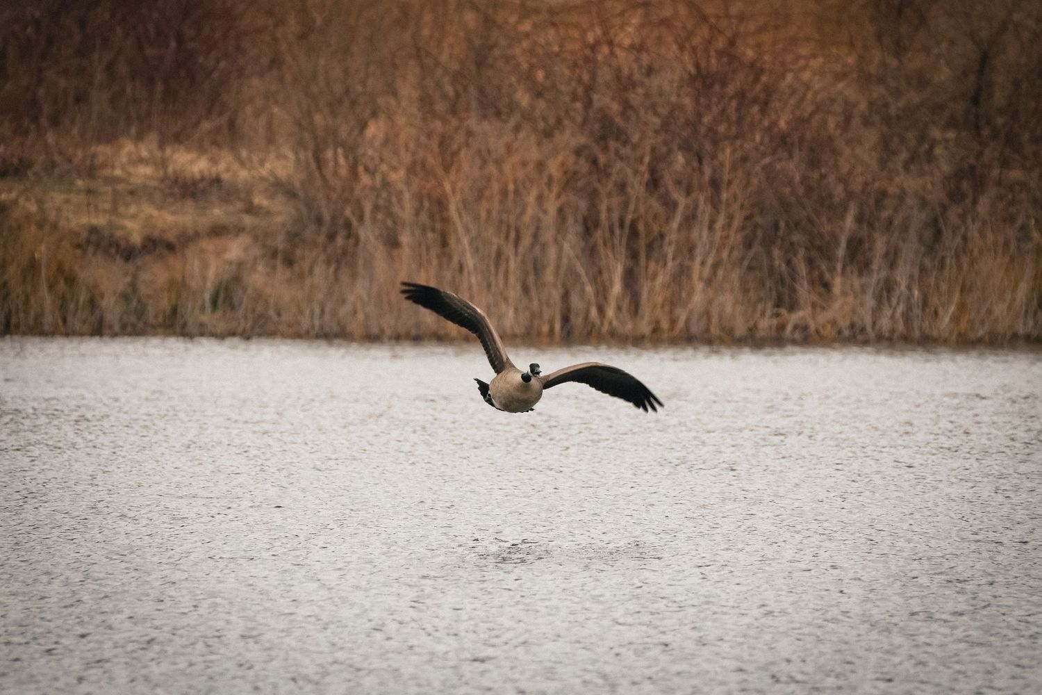 A graceful seagull spreads its wings while flying low over a calm lake with brown reeds in the background.
