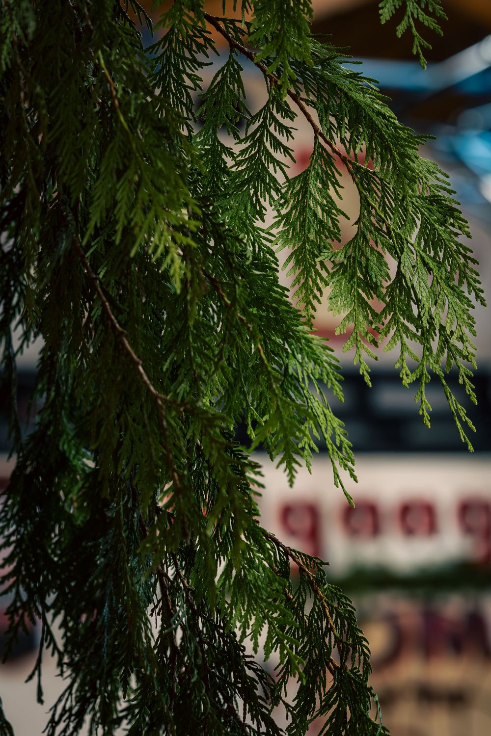 Close-up view of drooping cedar tree branches with vibrant green needles against a blurred background.