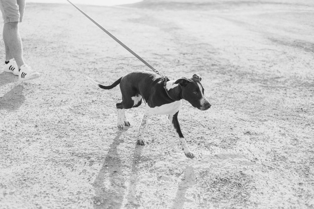 A diverse group of dogs, large and small, playing together in an outdoor setting during a group play session.