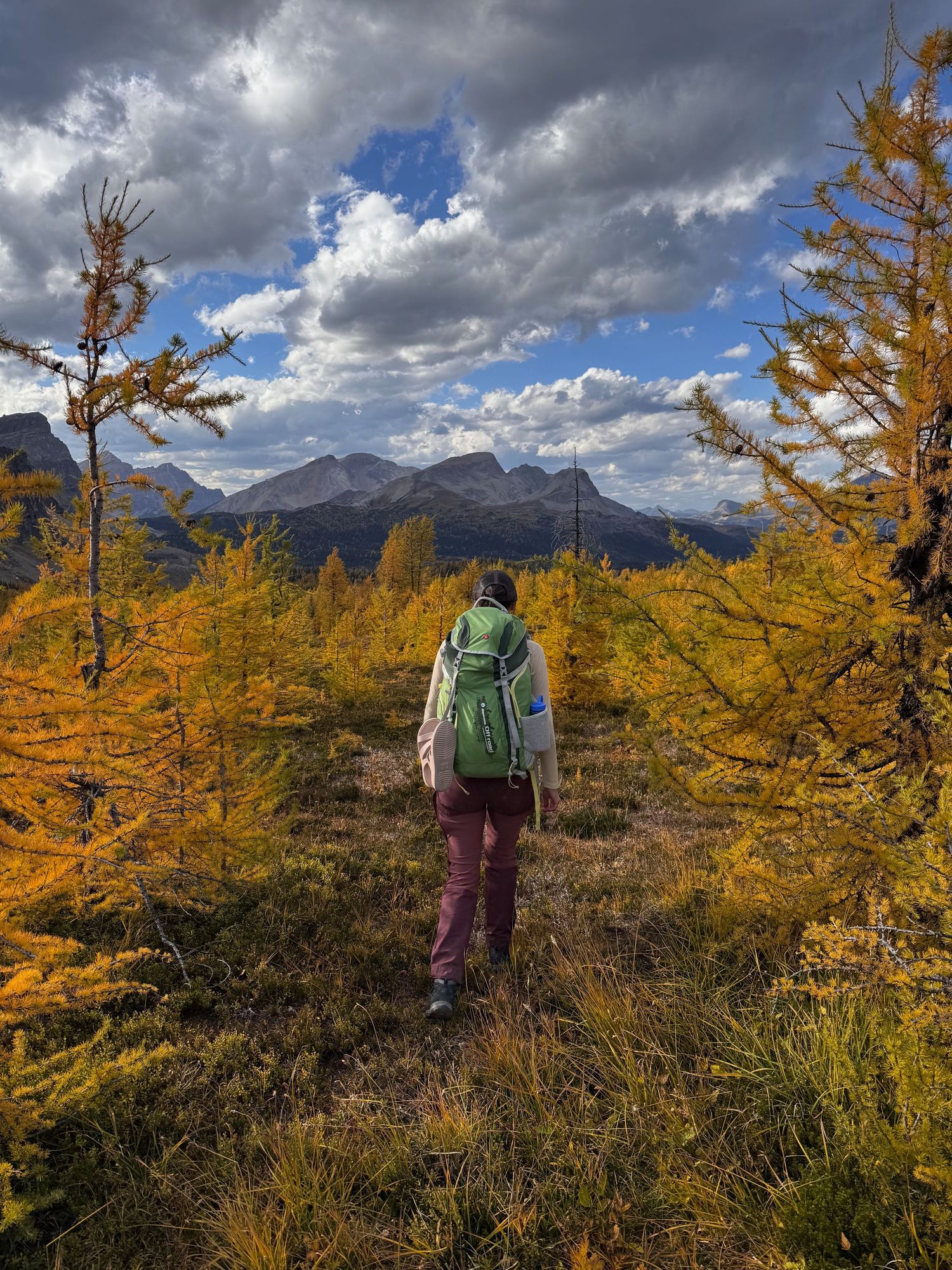 Hiker with green backpack stands among golden larch trees overlooking dramatic mountain peaks under stormy clouds in Mount Assiniboine Park