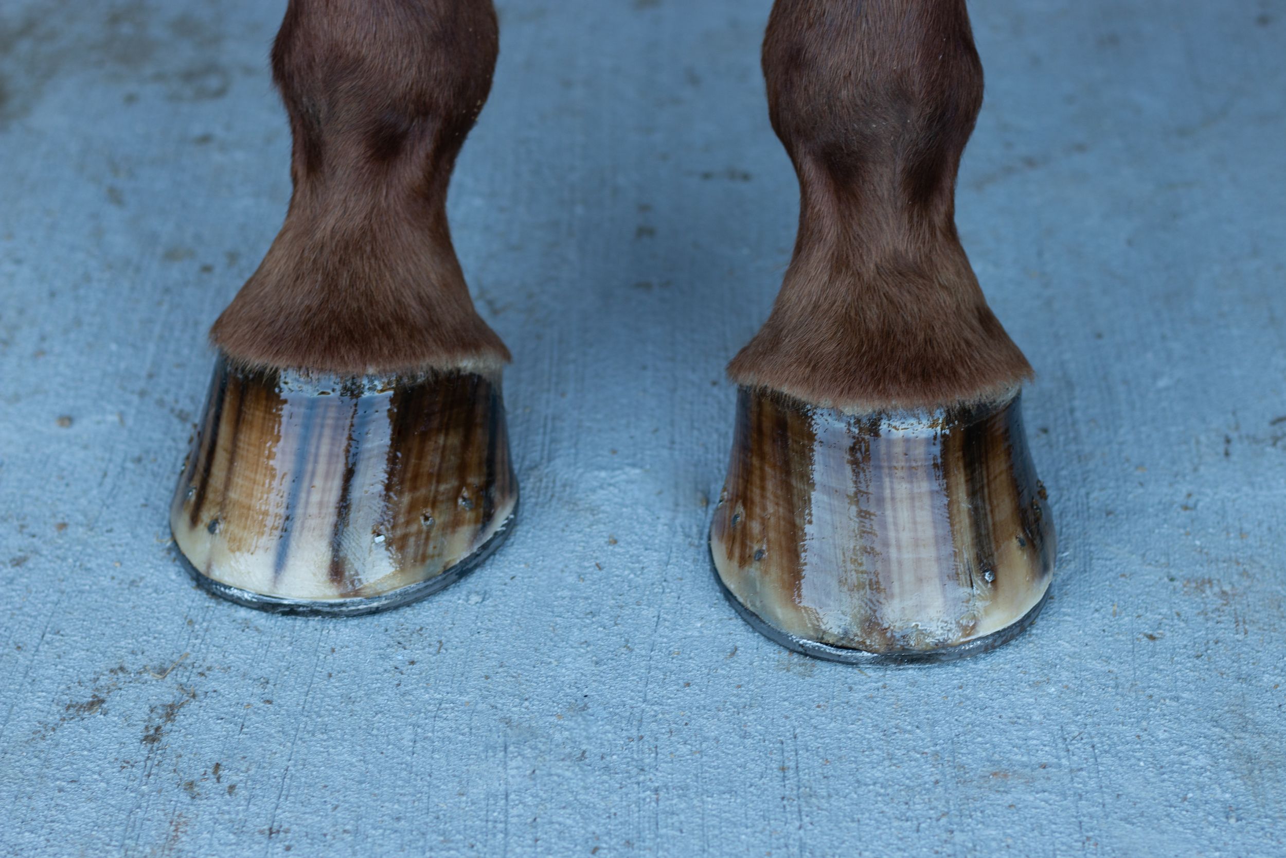 Hooves