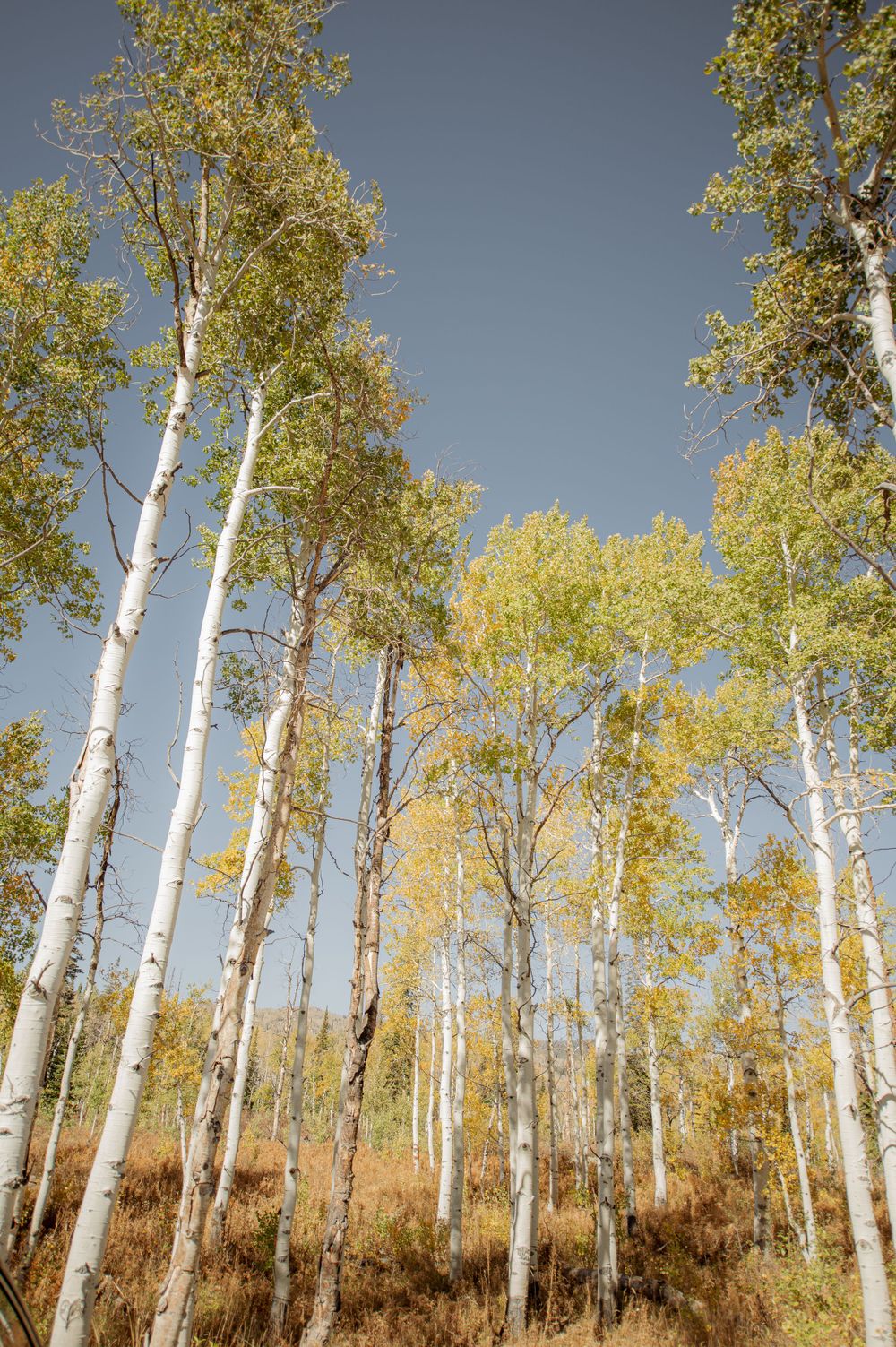 Tall white aspen trees with golden autumn foliage stretching upward against a deep blue sky in a forest grove.