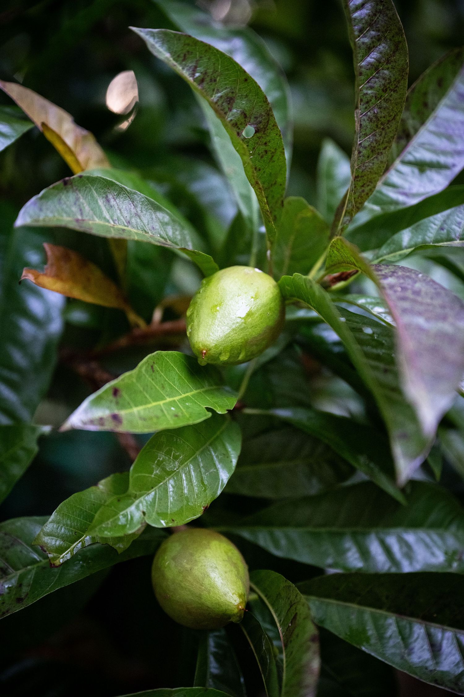 Fresh green guava fruits growing on tree with dark glossy leaves.