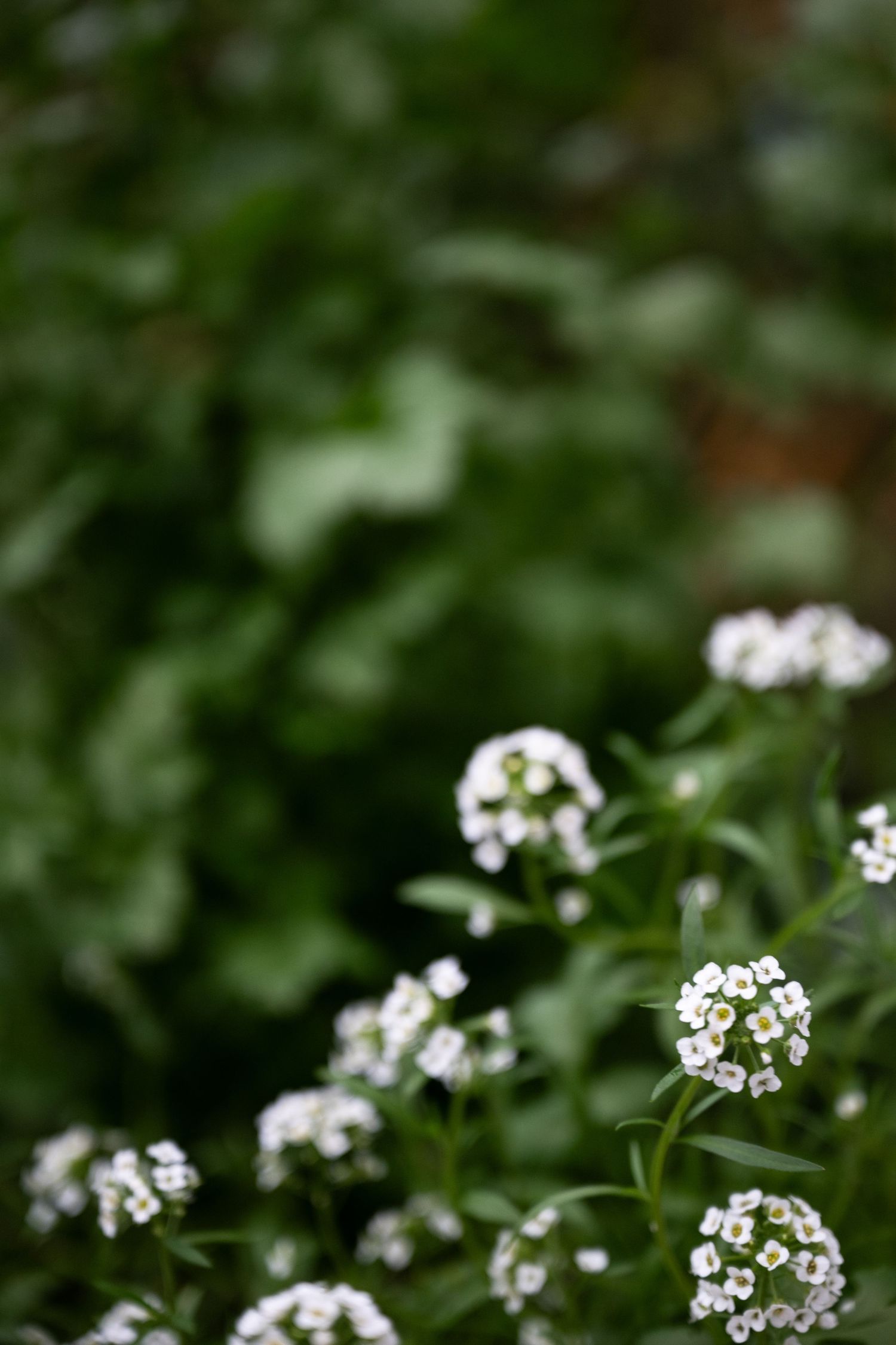 Small white alyssum flowers bloom against a blurred green garden background in soft natural lighting.