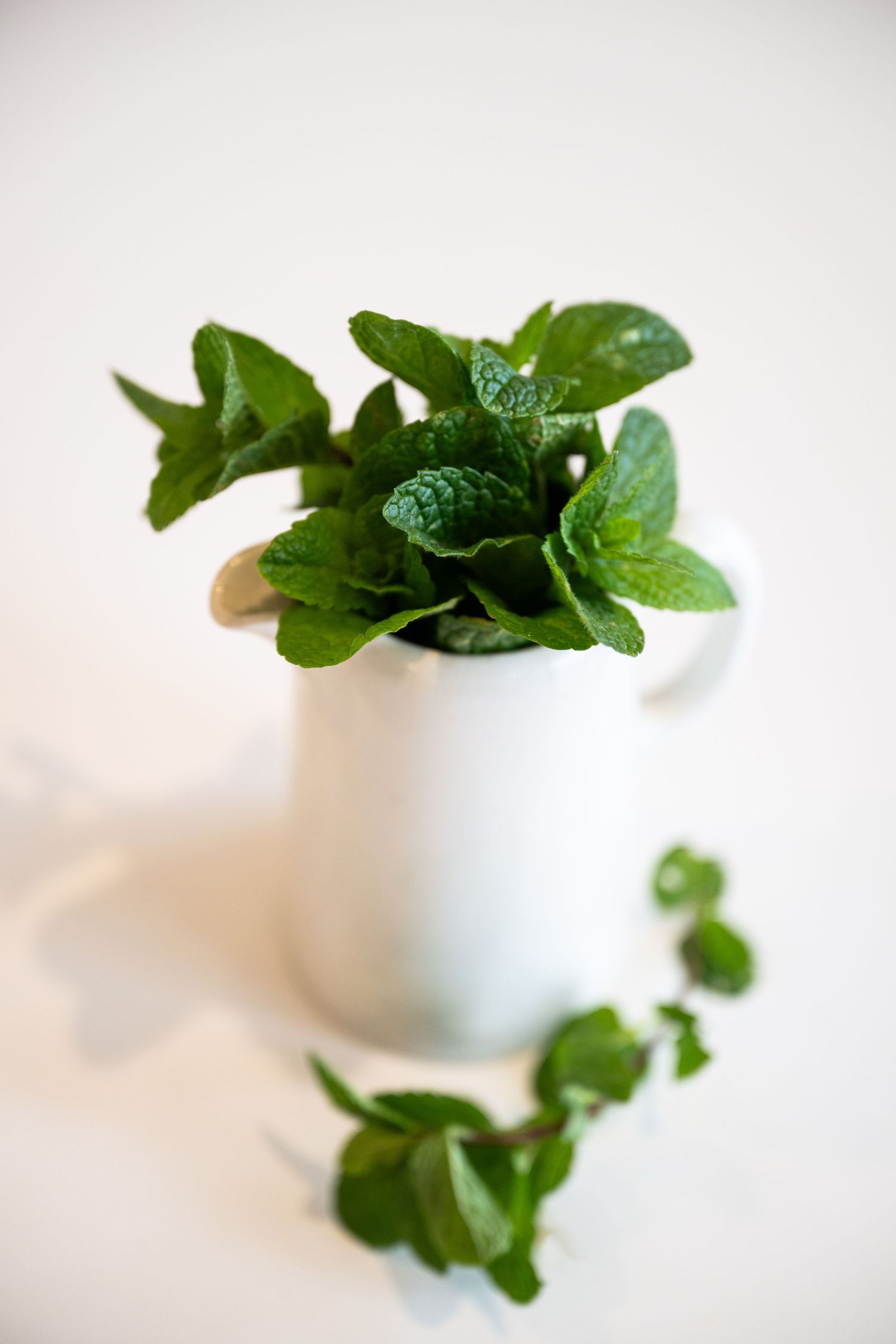 Fresh mint leaves with vibrant green color displayed in a white ceramic container against a light background.
