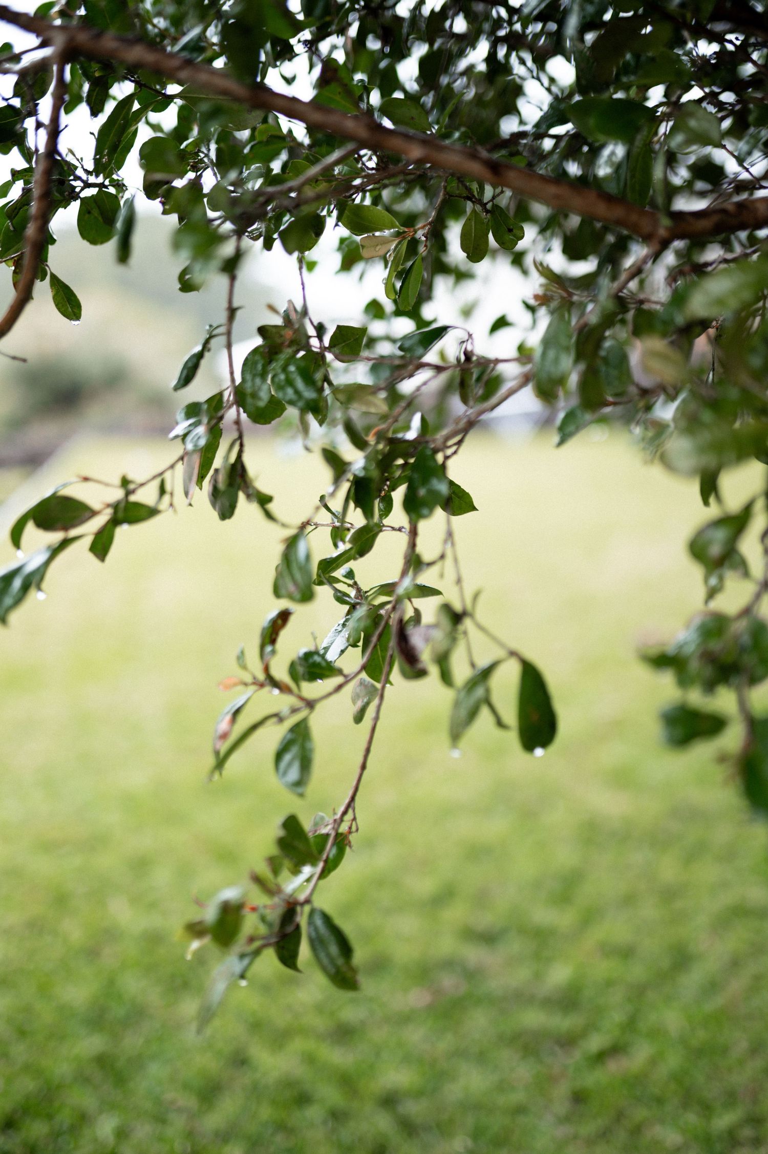 Lush green tree branches with small leaves frame a soft blurred background in a natural outdoor setting.