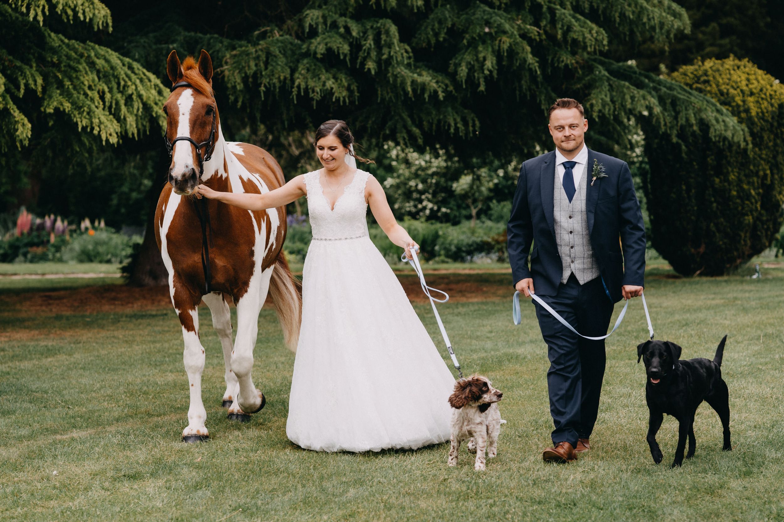 A couple in formal wedding attire walks with their horses and dogs on a lush green lawn against an evergreen backdrop.