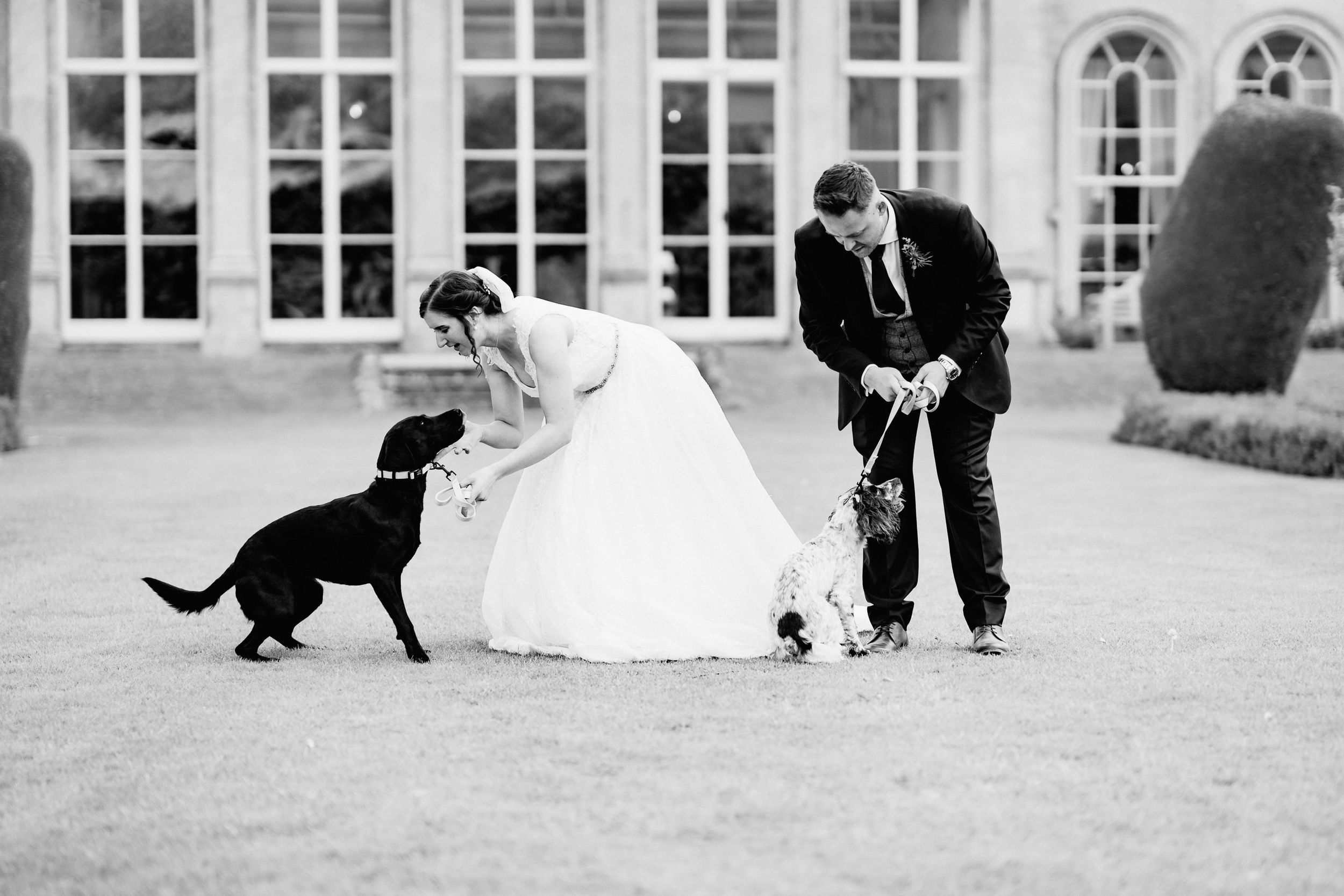 A black dog playfully interacts with a bride and groom on their wedding day in front of an elegant building of Prestwold Hall.