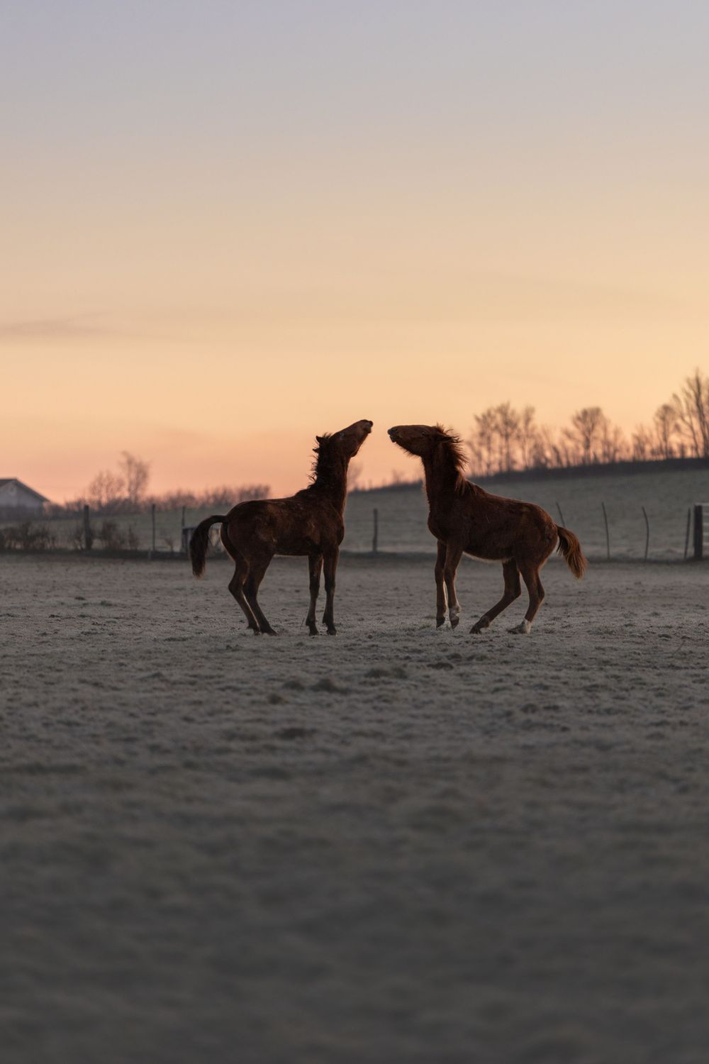 G Lancelot photographie photo art tirage cheval mer paysage nature architecture streetstyle galerie noir et blanc yellow korner cadre
