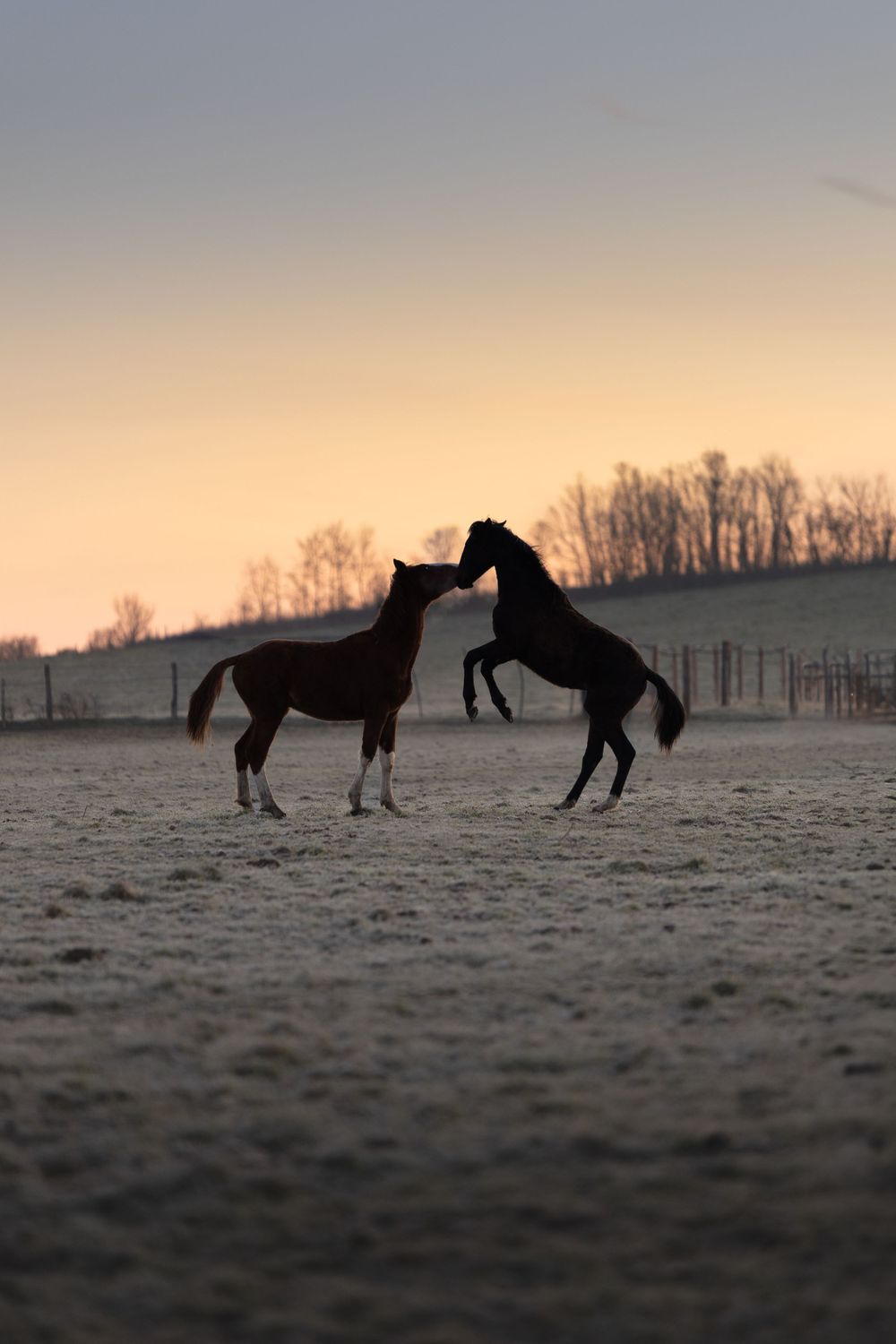 G Lancelot photographie photo art tirage cheval mer paysage nature architecture streetstyle galerie noir et blanc yellow korner cadre