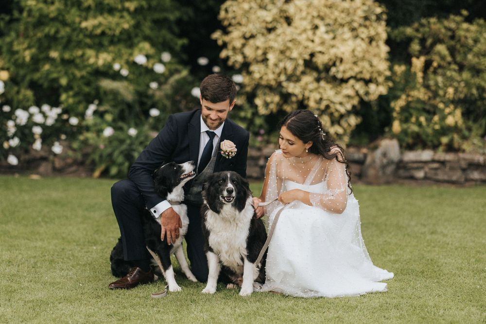 A couple in wedding attire crouches on grass with their black and white border collie dog during outdoor photo session.