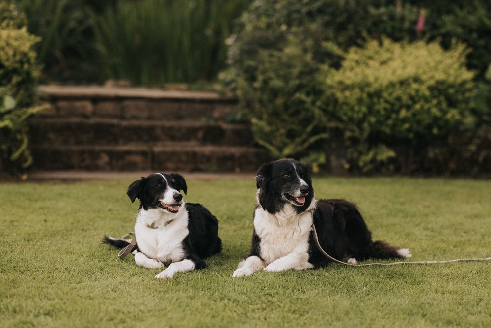 A black and white border collie dog lying in a lush green grass field enjoying a sunny day outdoors.