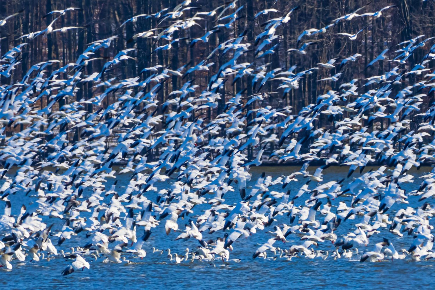 A large flock of snow geese take flight over blue water creating a dramatic pattern of white wings against the dark background.