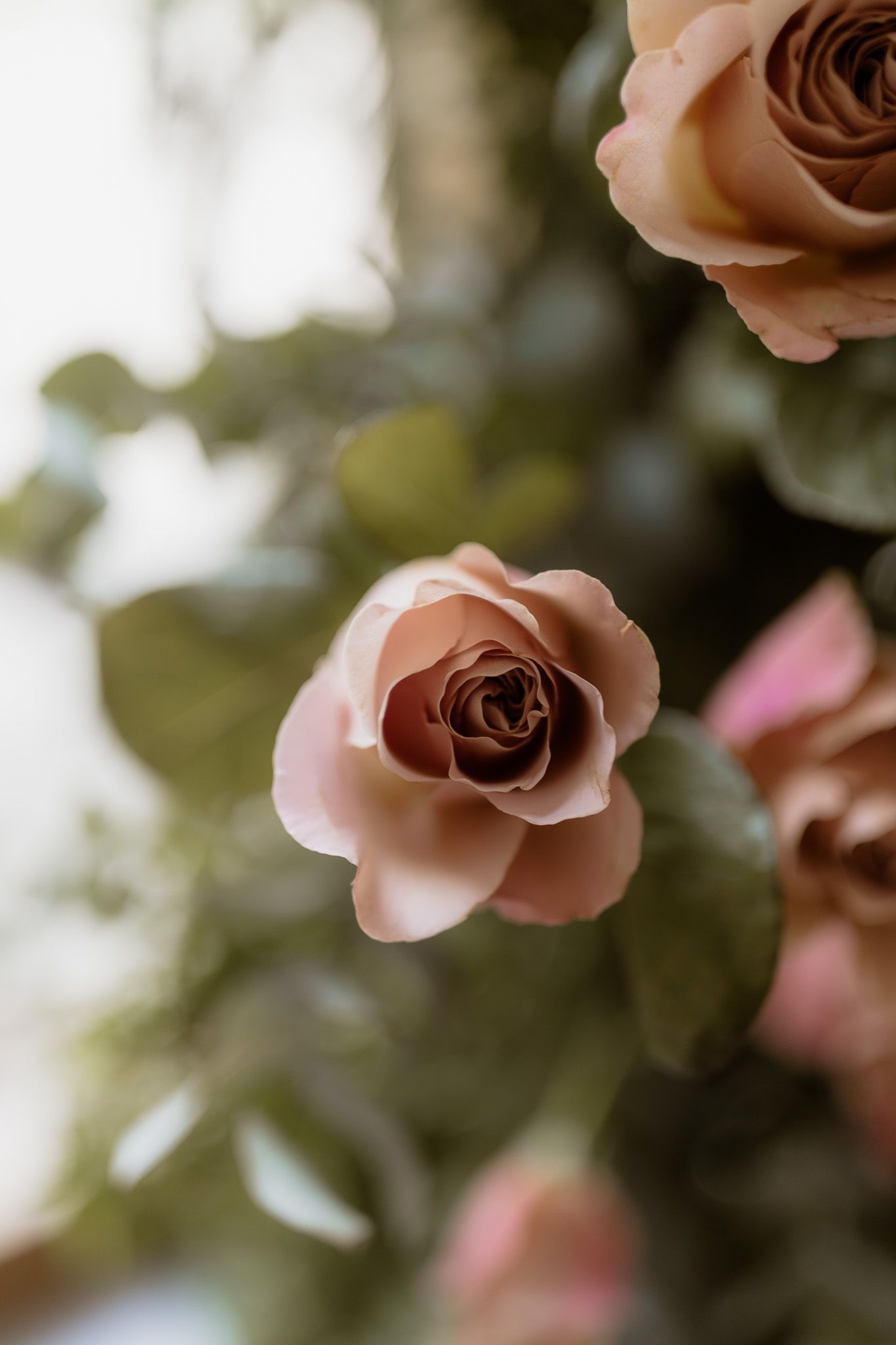 Close-up of a delicate peach-colored rose with soft petals in bloom against a blurred natural background.
