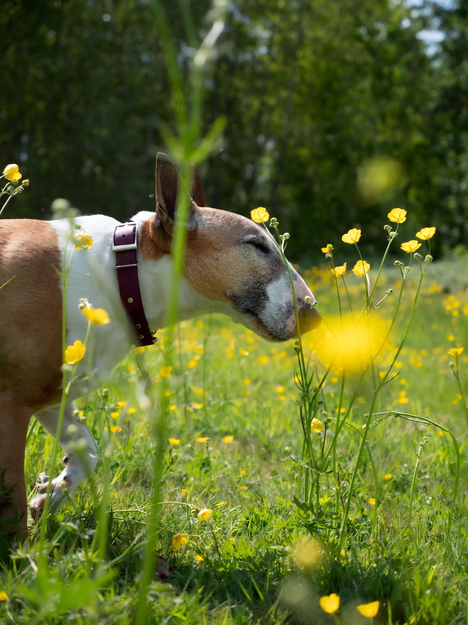 english bull terrier smelling flowers in swan lake ilkeston
