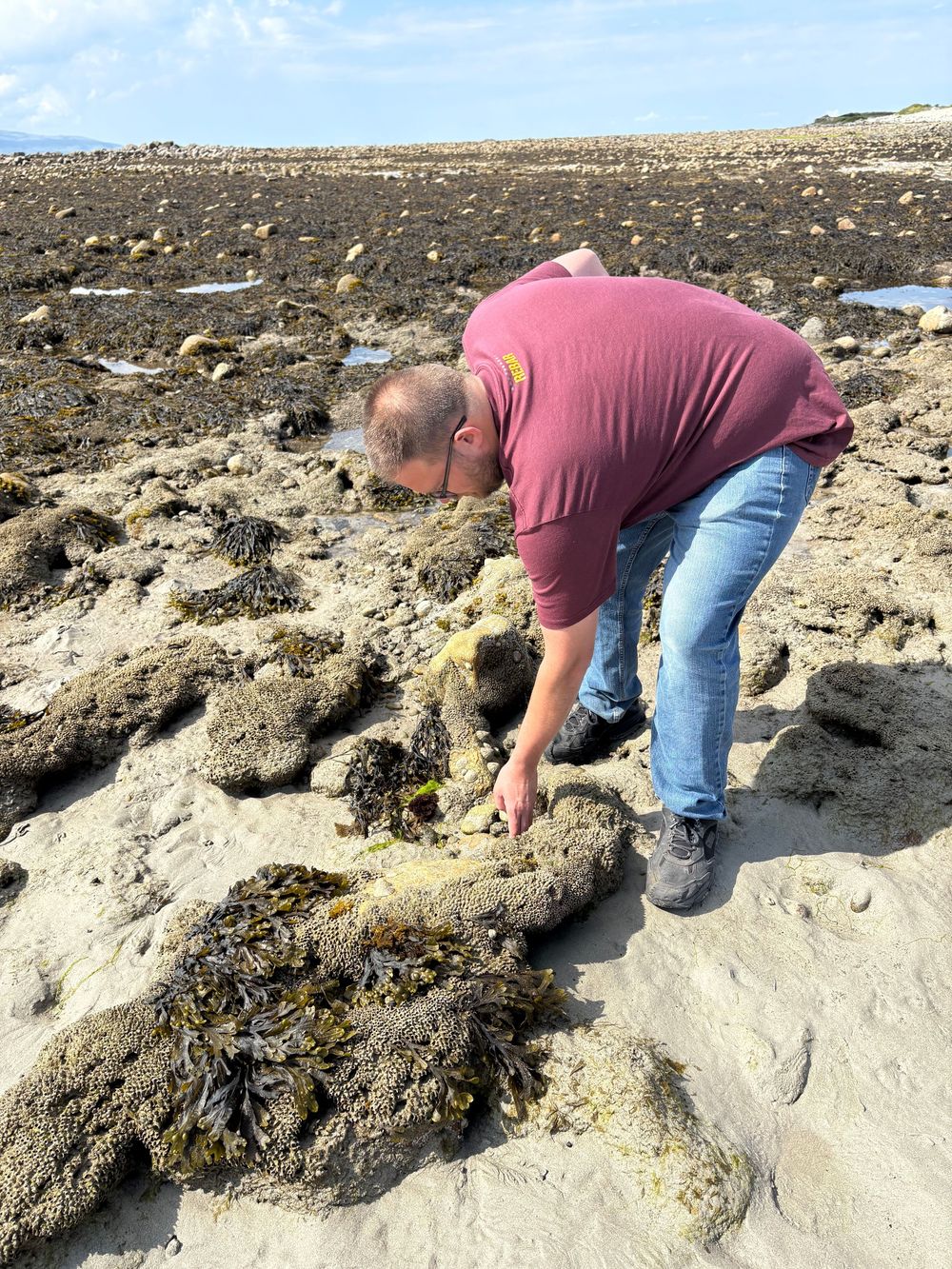 Someone exploring tidal pools and seaweed on a rocky beach during low tide.