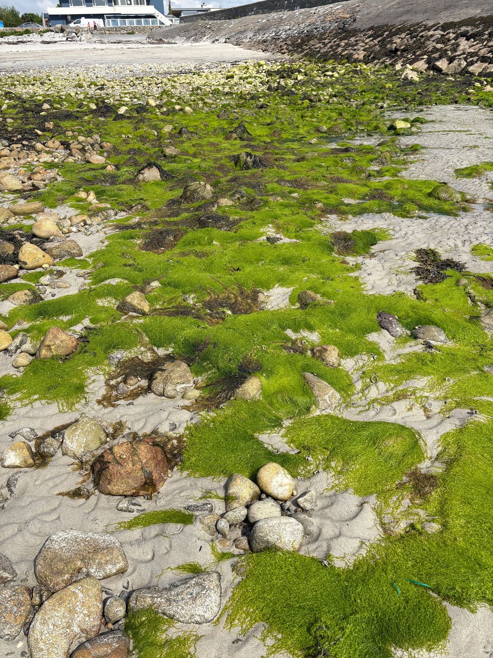 Bright green algae and seaweed growing on rocky beach shore with scattered stones during low tide.
