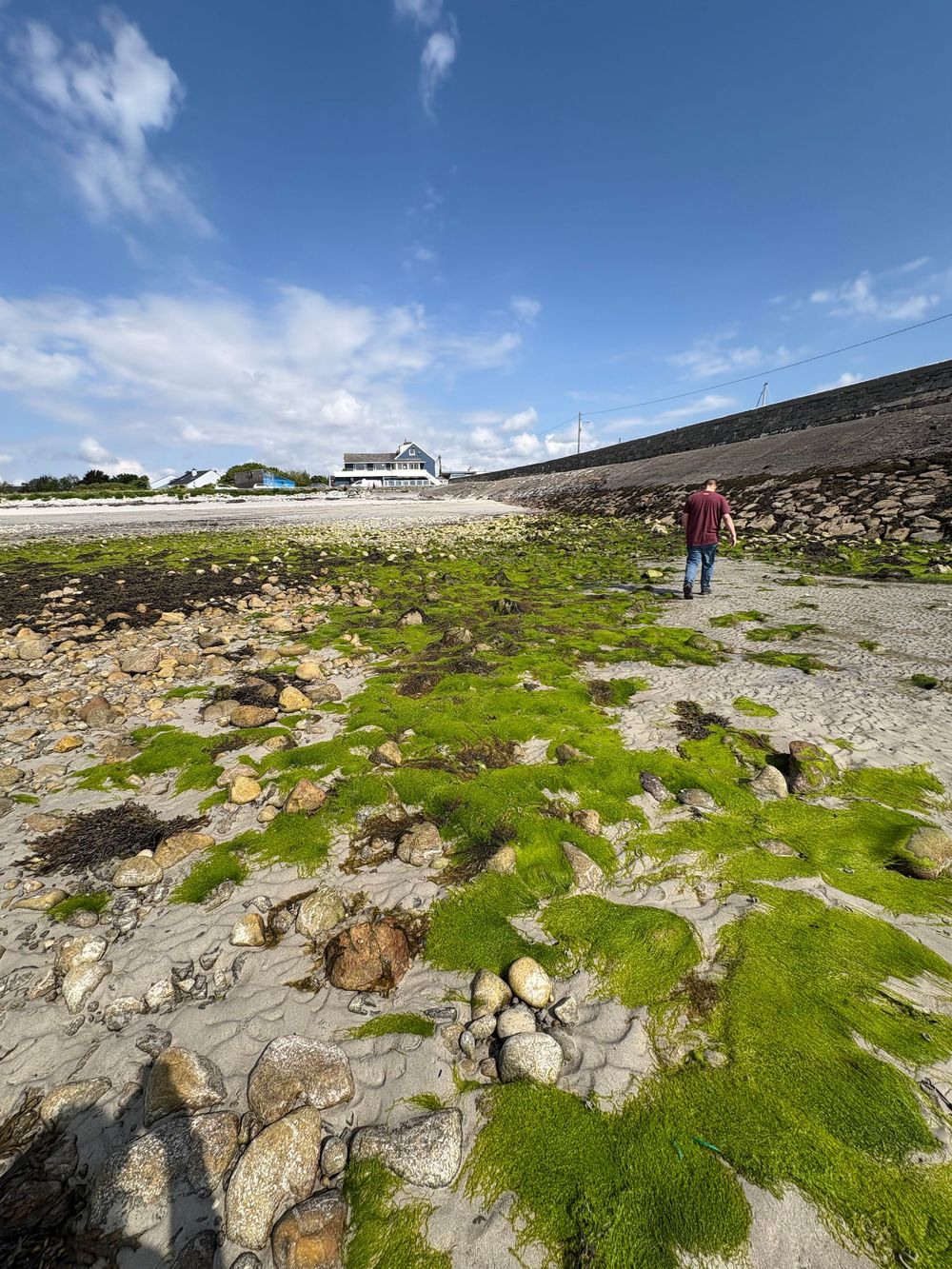 Rocky shoreline covered in bright green seaweed with a coastal house visible in the distance under blue skies.