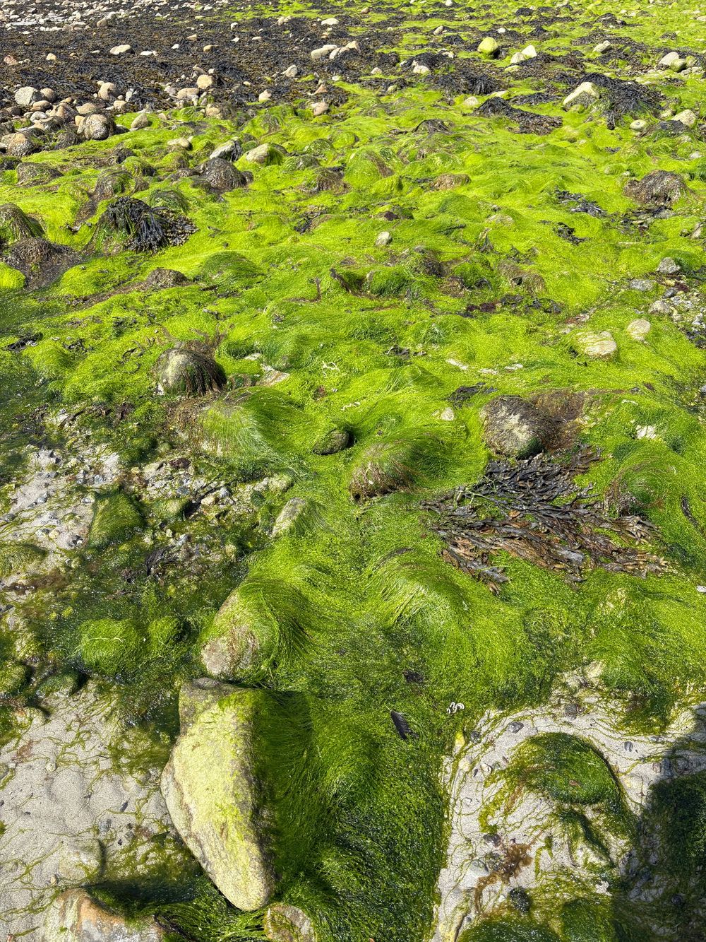 Bright green seaweed covers coastal rocks at low tide, creating a vibrant natural carpet along the shoreline.