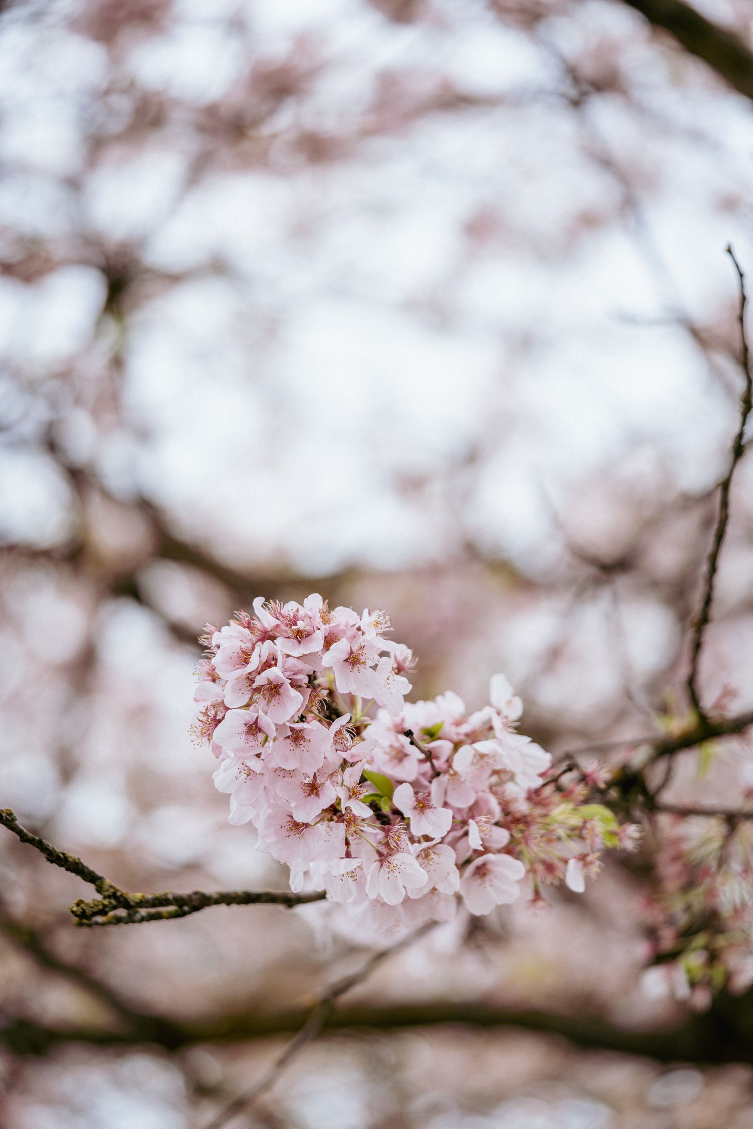 Close-up of cherry blossom branch in full bloom at Portland Waterfront during springtime.