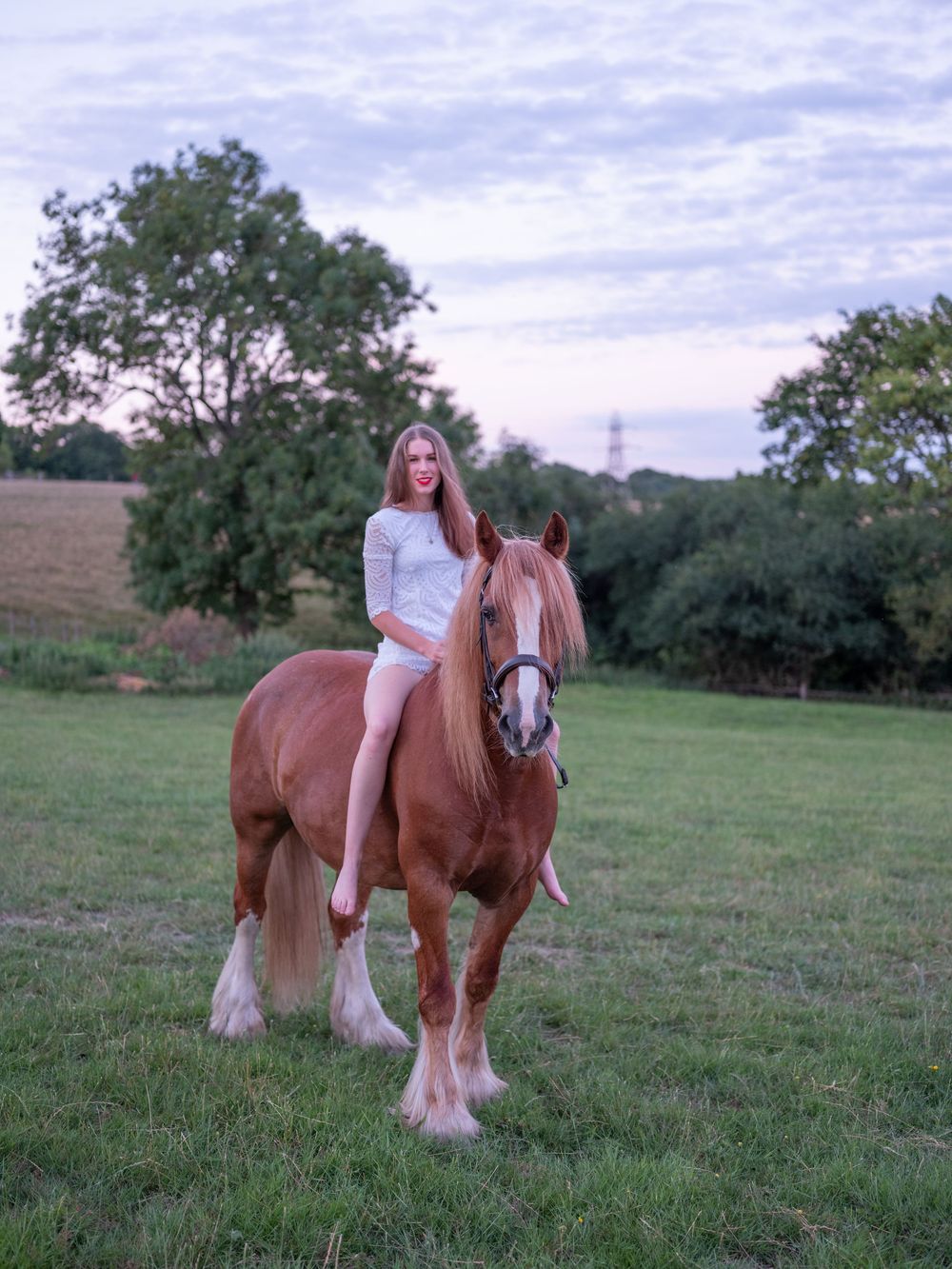A beautiful chestnut horse with white feathered legs stands proudly in a green pasture during golden hour.