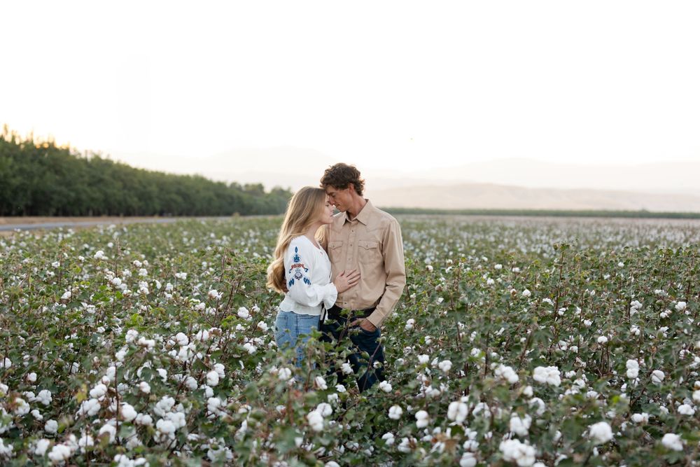 A romantic scene in a blooming cotton field at sunset with trees on the horizon.