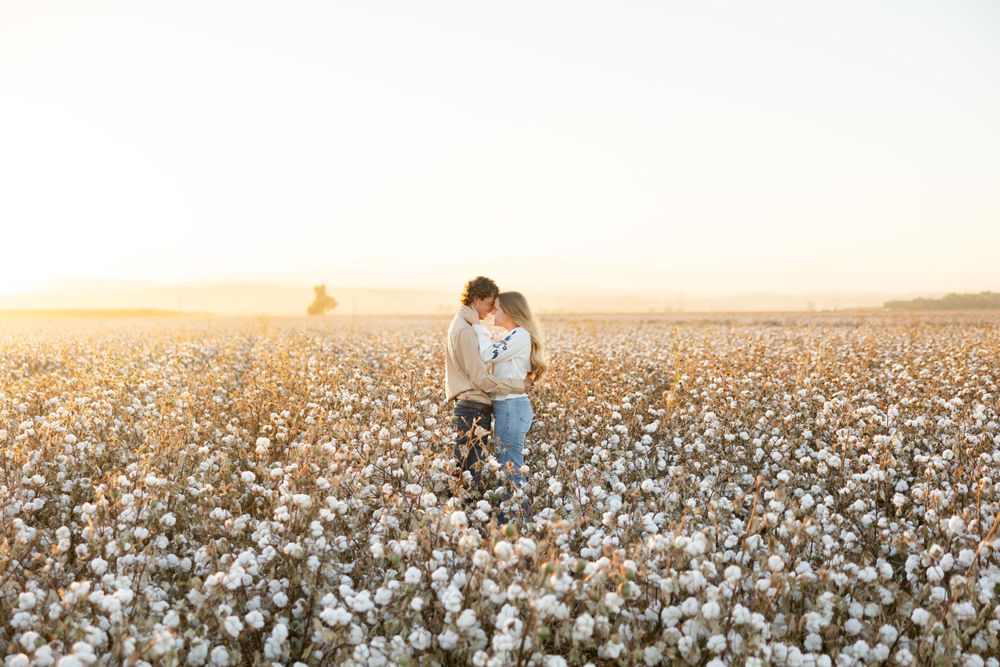 A couple embraces in a sun-drenched cotton field during golden hour as fluffy white cotton bolls stretch to the horizon.