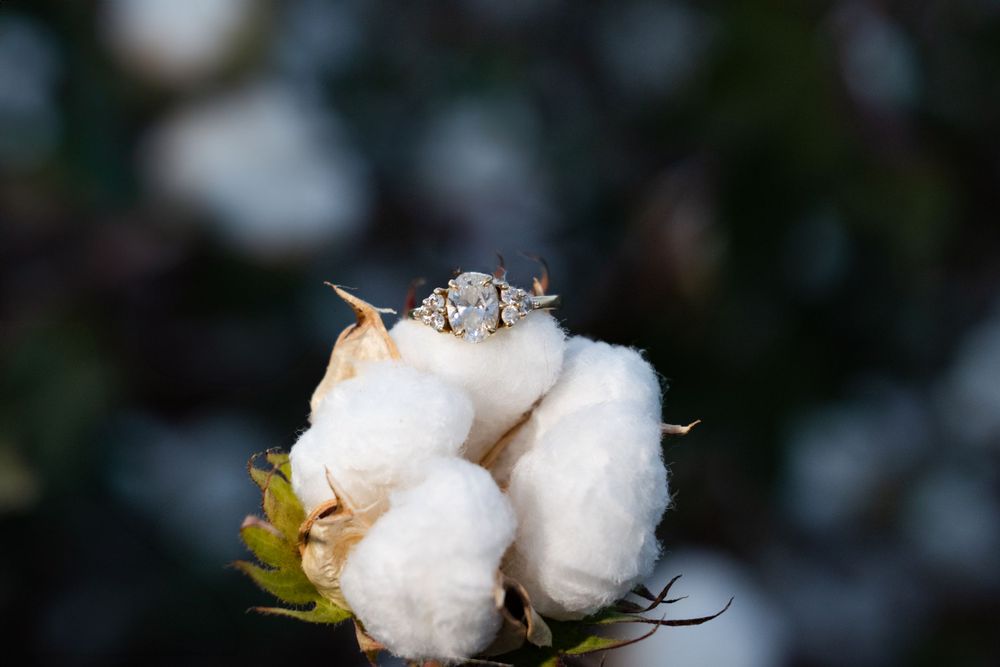 Close-up macro shot of a freshly opened cotton boll with white fluffy fibers against a dark blurred background.