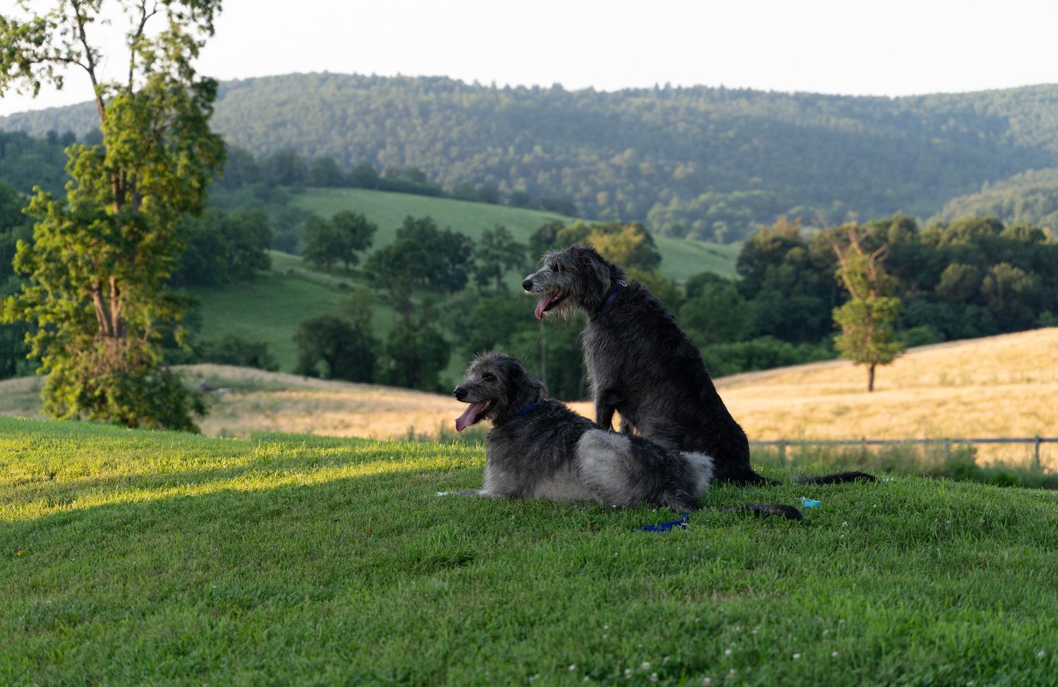Unedited "before" photo of 2 irish wolfhounds behind the rolling hills of Paris, Virginia