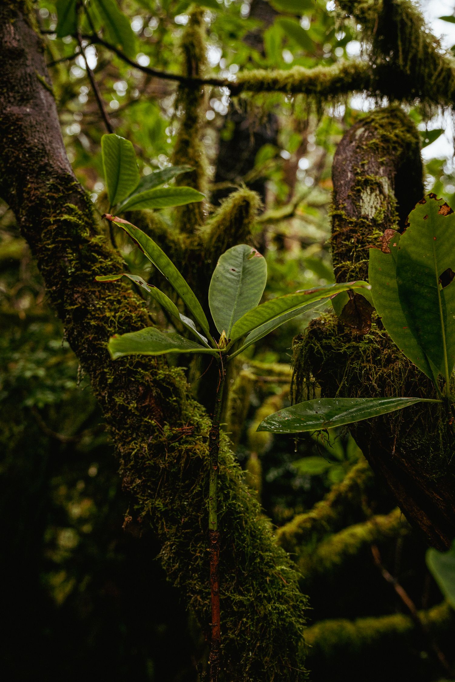 Close-up of epiphytes, including mosses and lichens, thriving on tree branches in the lush, mossy rainforest of the Oregon Coast.
