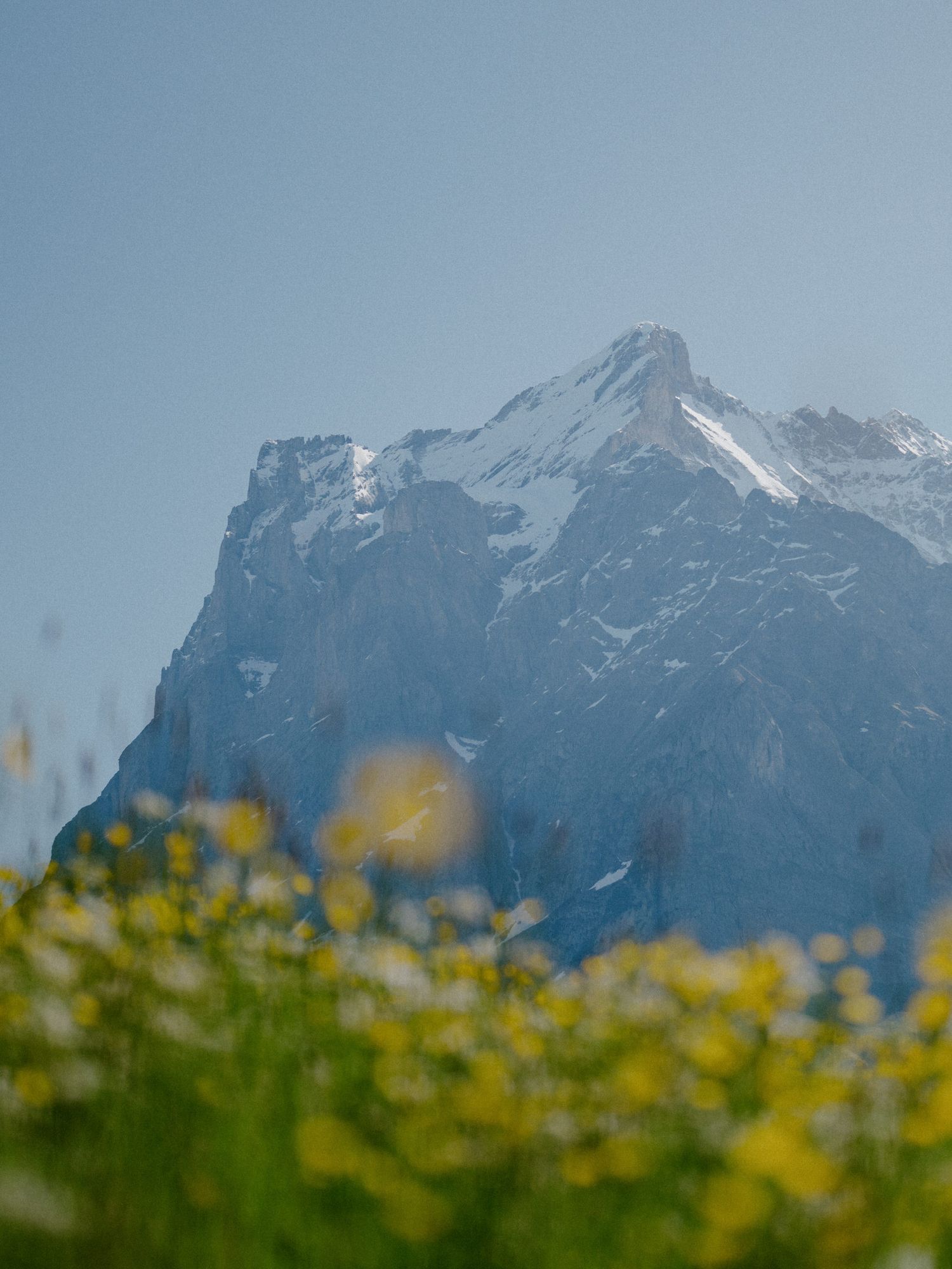 Snow-capped mountain peak rises behind blurred yellow wildflowers in an Alpine meadow under clear blue skies.