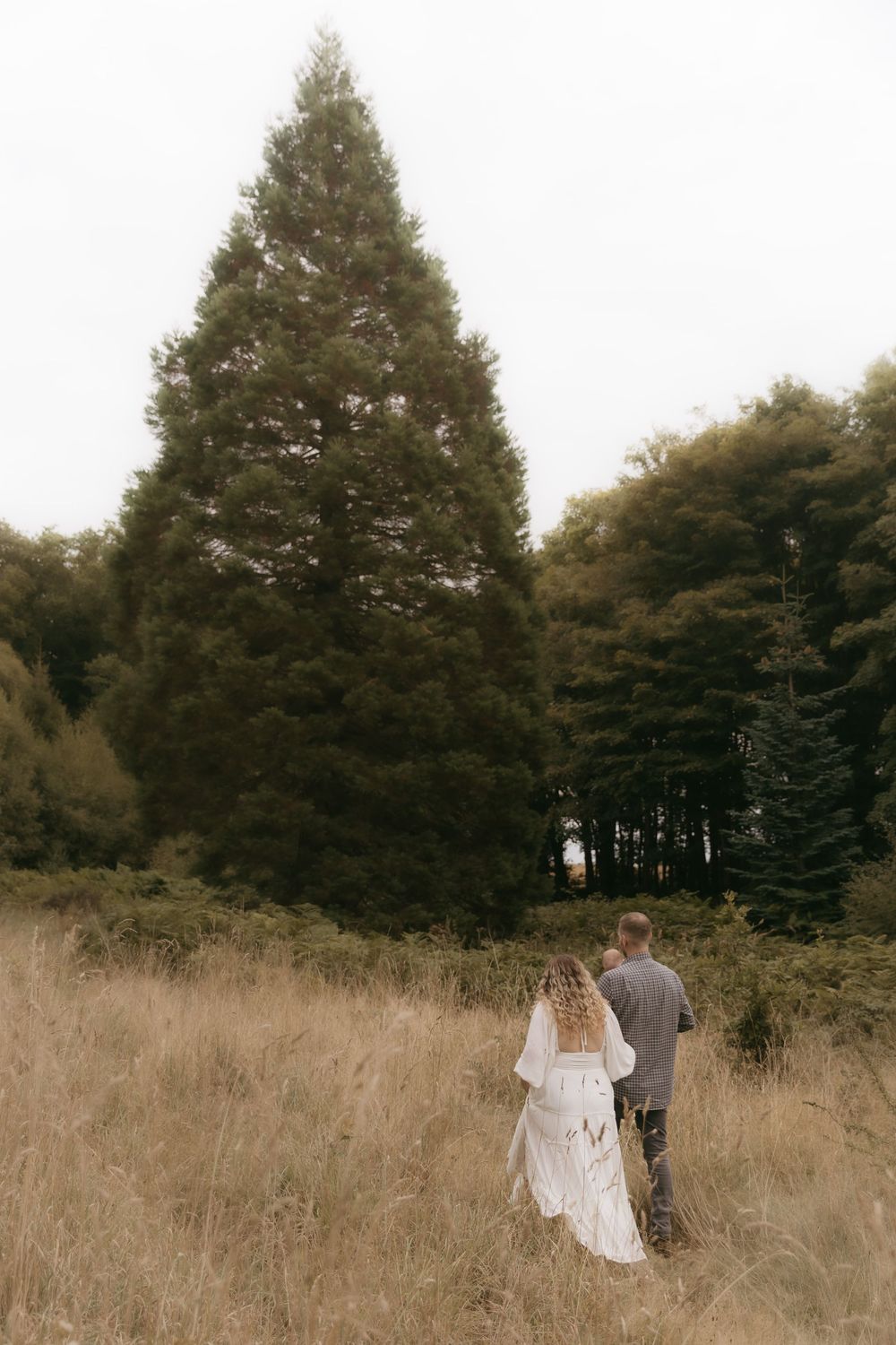 A couple walks through a golden field with tall evergreen trees in the background on an overcast day.