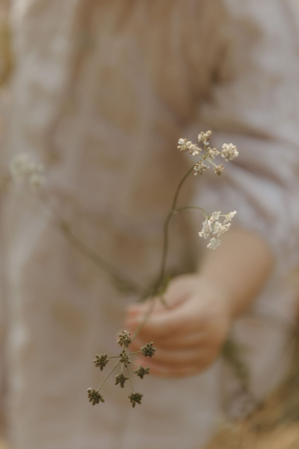 Small delicate white flowers bloom against a soft blurred beige background in an artistic macro photograph.