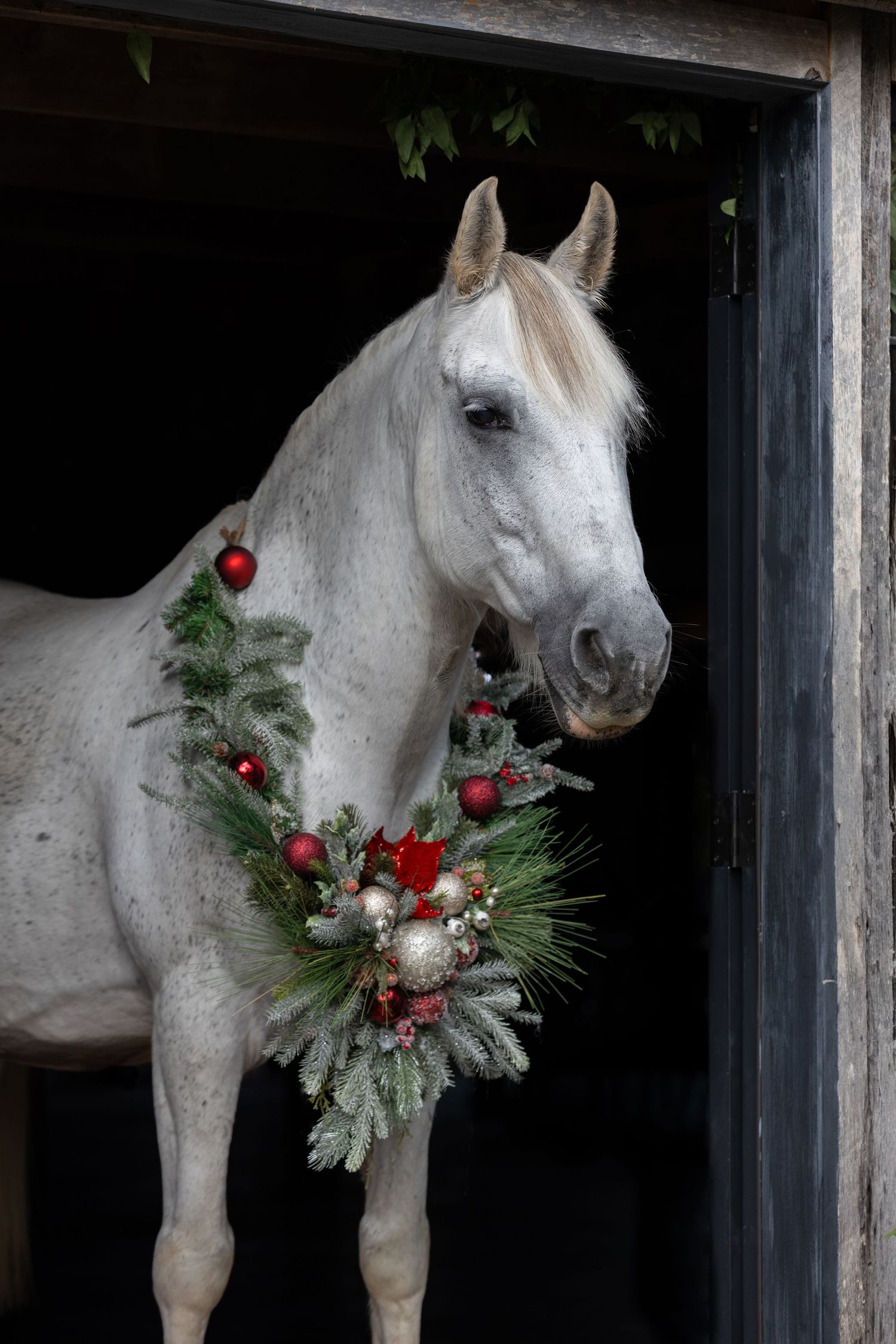 White horse wearing festive Christmas wreath with red berries and pine branches.
