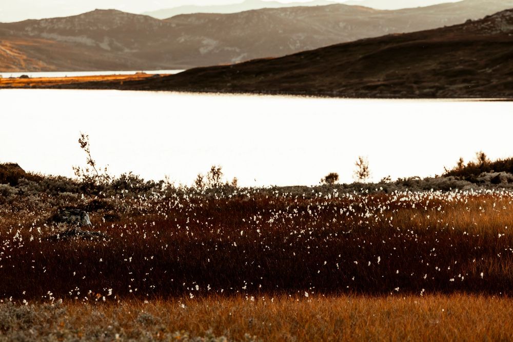 Tranquil lake surrounded by rolling hills with golden grasses in sepia tones under soft sunlight.
