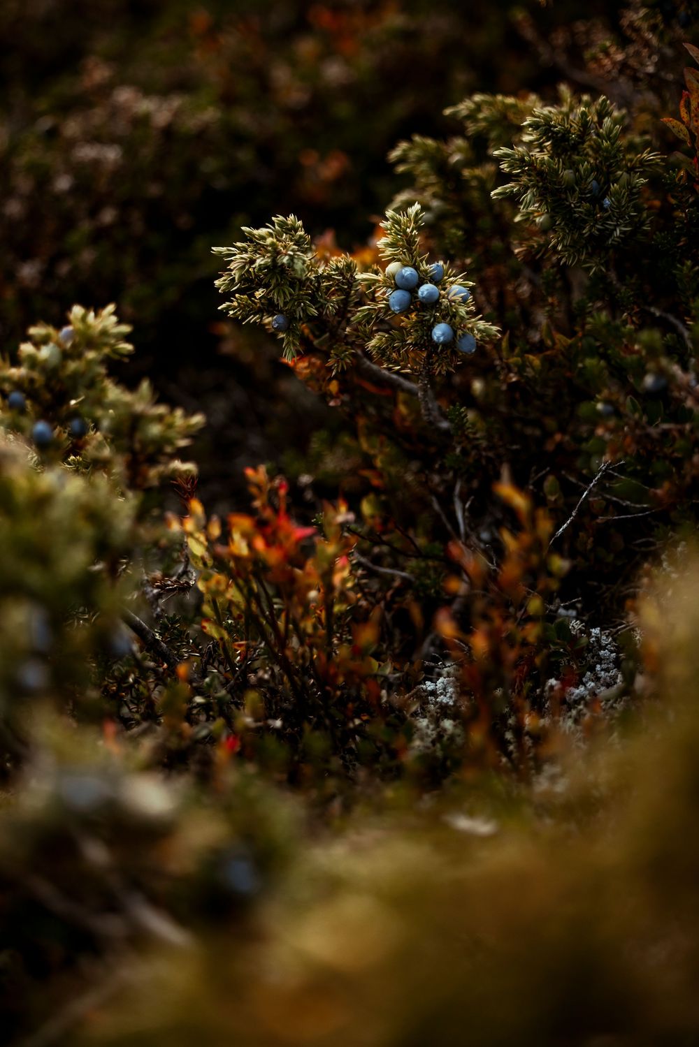 Close-up nature photo of blue wild berries growing among green foliage in soft moody lighting.