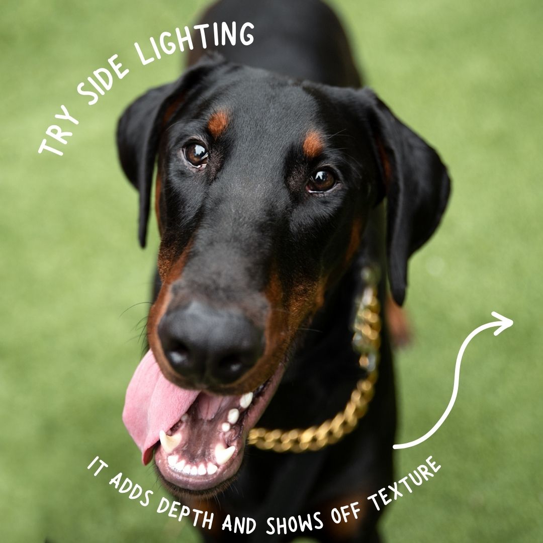 A Doberman pinscher with a gold collar smiles at the camera, showcasing side lighting effects on its sleek coat.
