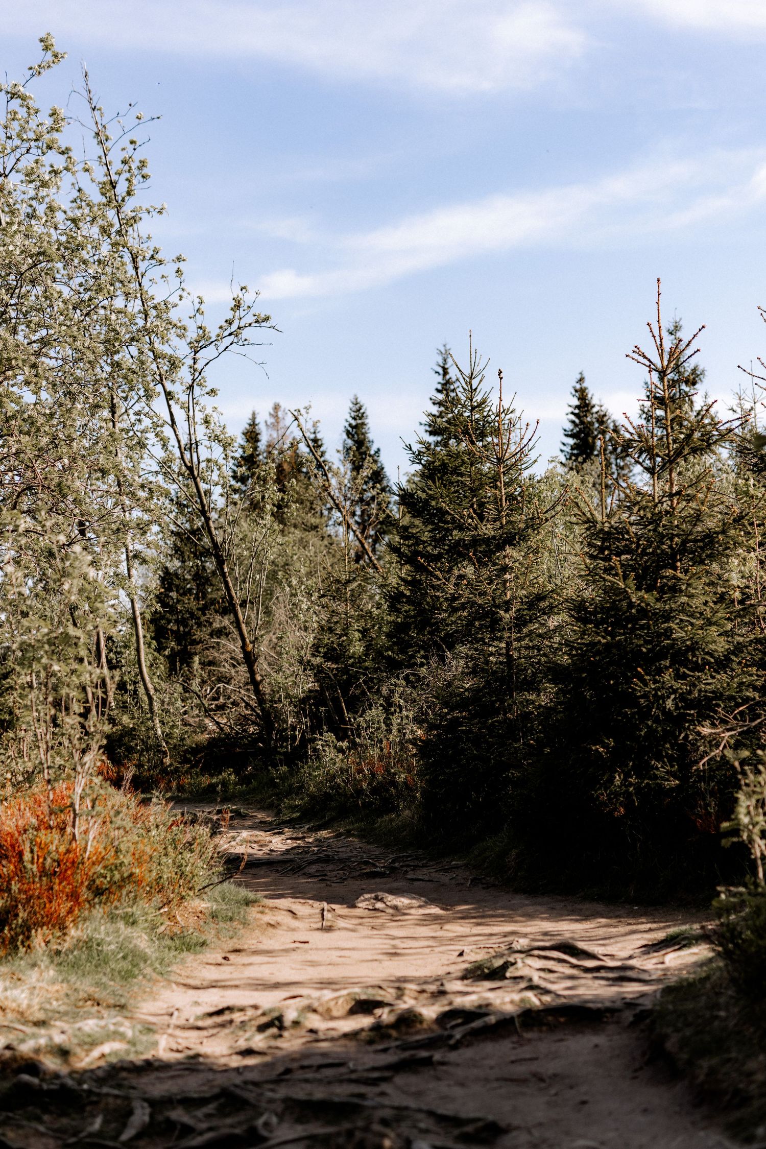 A rugged dirt hiking trail winds through evergreen forest and bare trees under a blue sky on a sunny day.