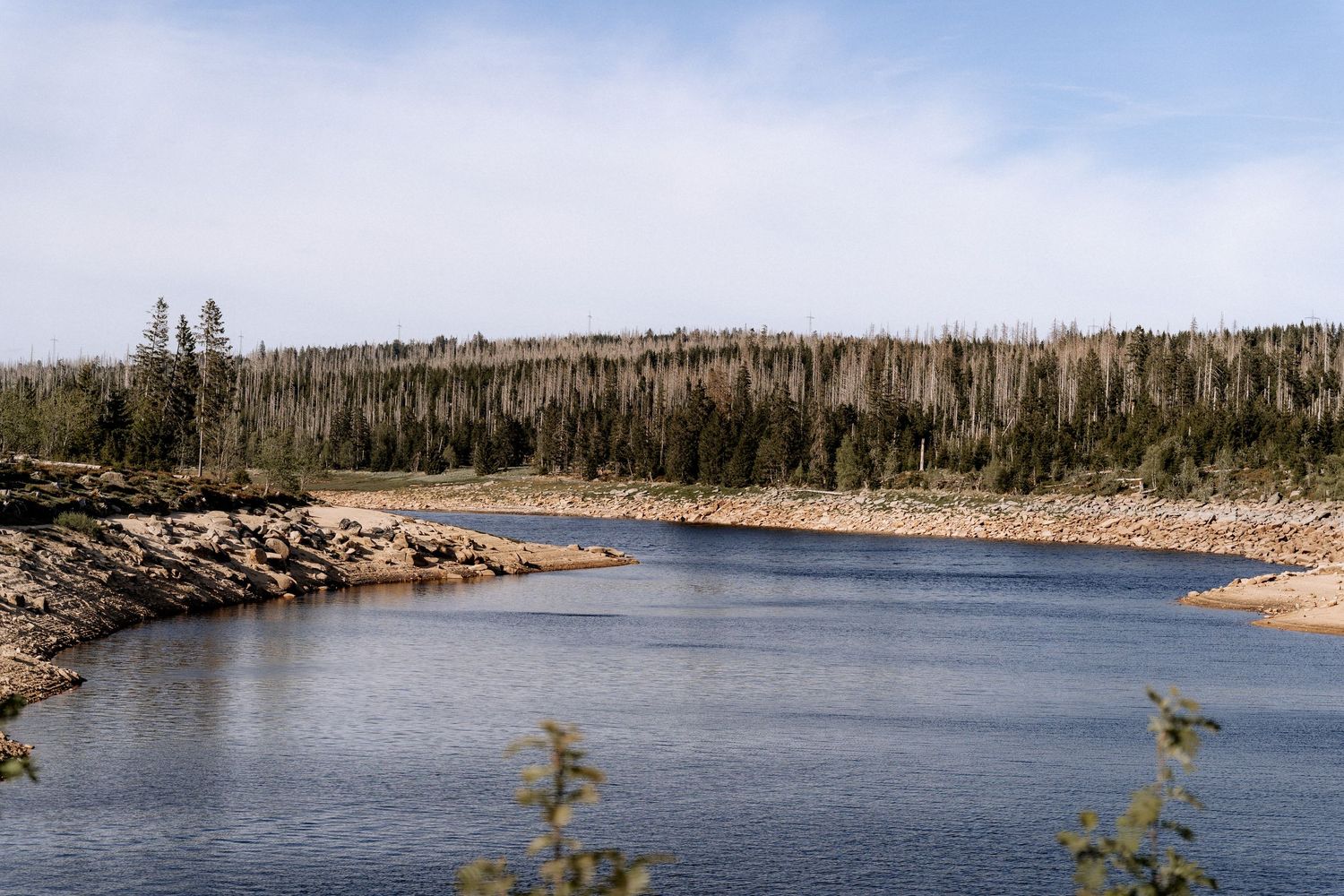 Calm river flows past rocky shoreline with dense forest of evergreen trees under blue sky and white clouds.