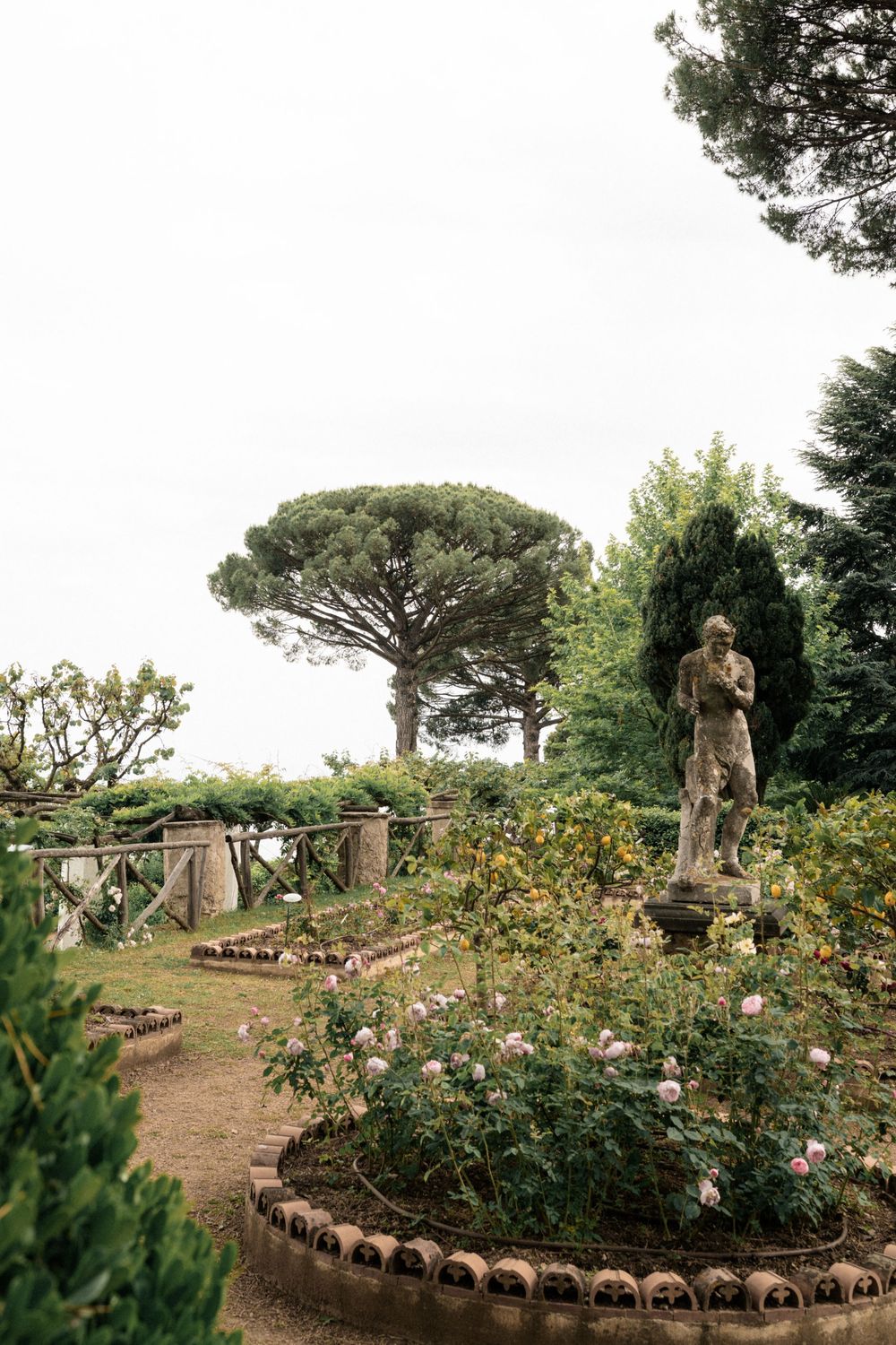 Garden statue surrounded by rose bushes with Italian stone pine tree in background.