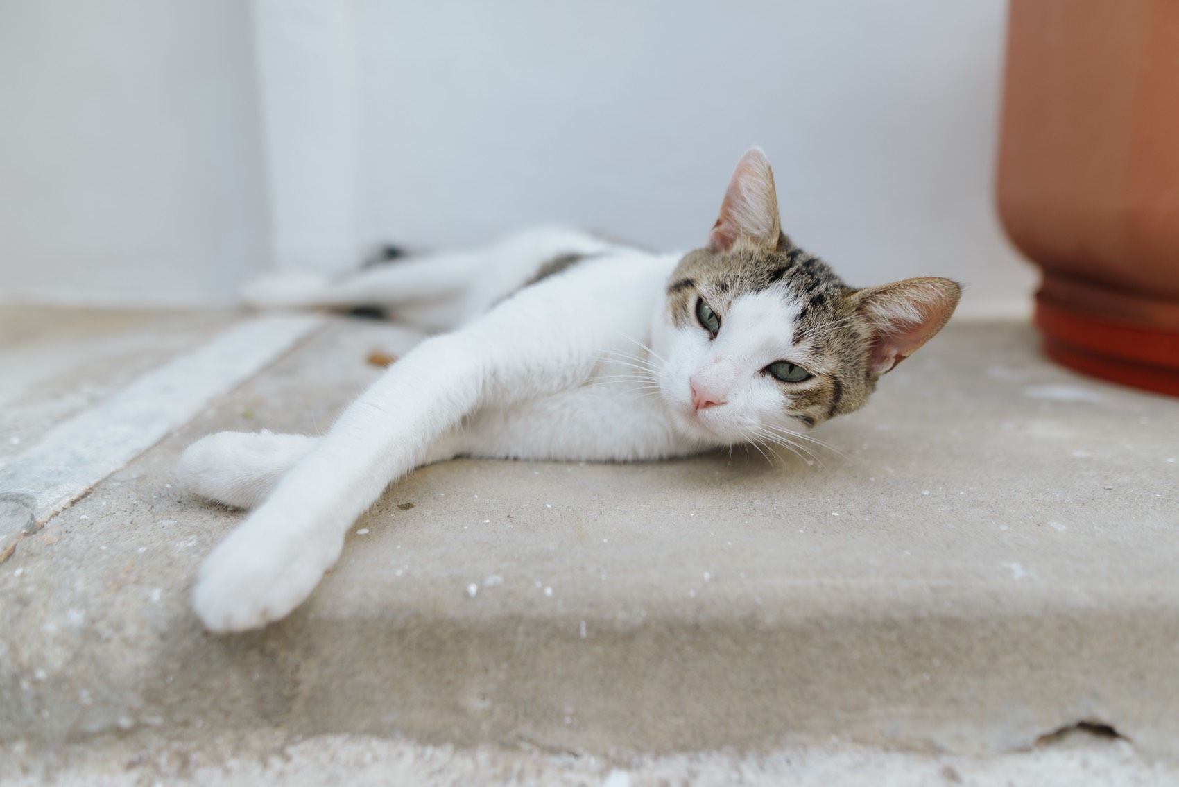 A relaxed white and gray cat lounges on a concrete surface near a terracotta pot.