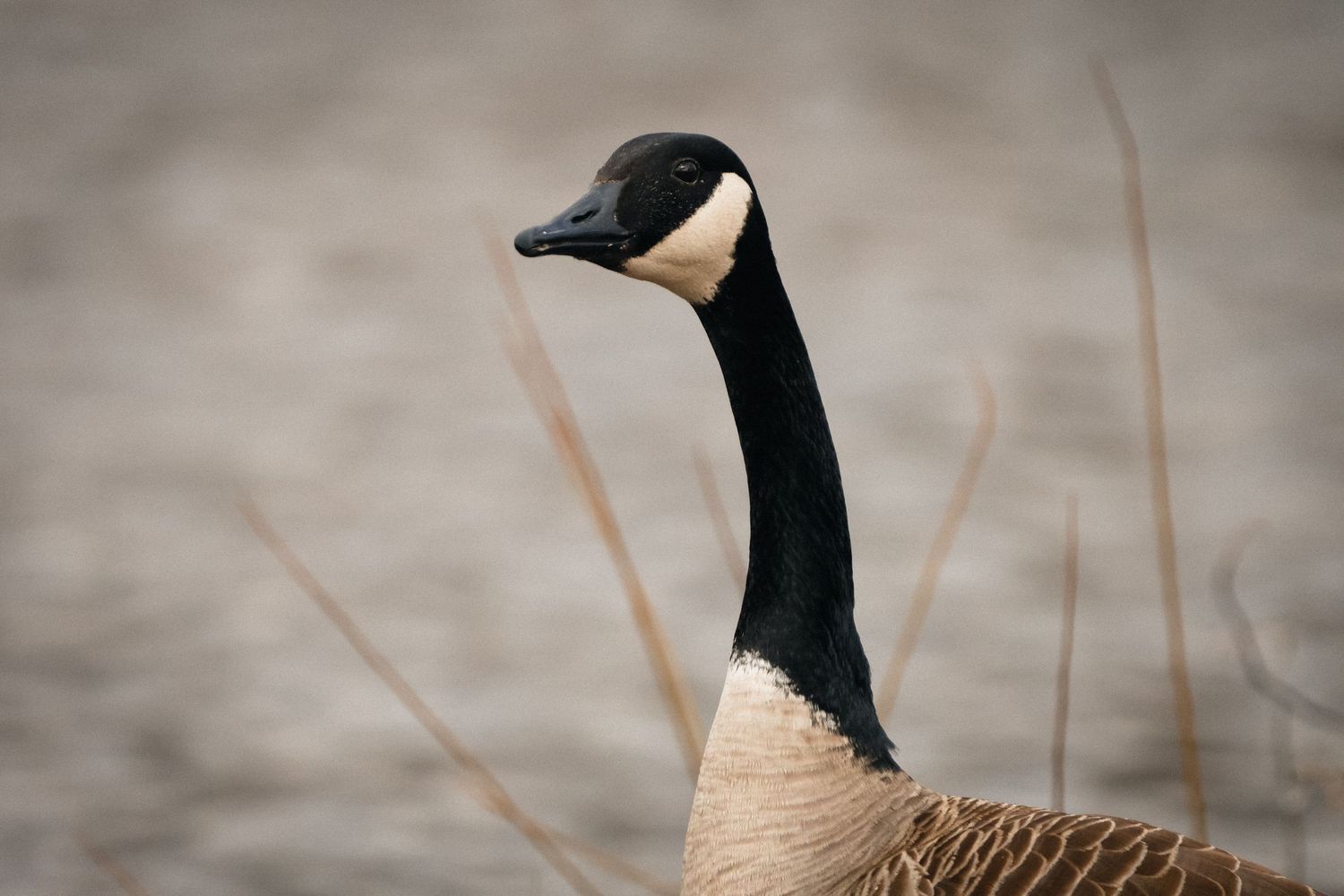 A close-up profile view of a Canada goose's head and neck showing distinctive black and tan coloring.